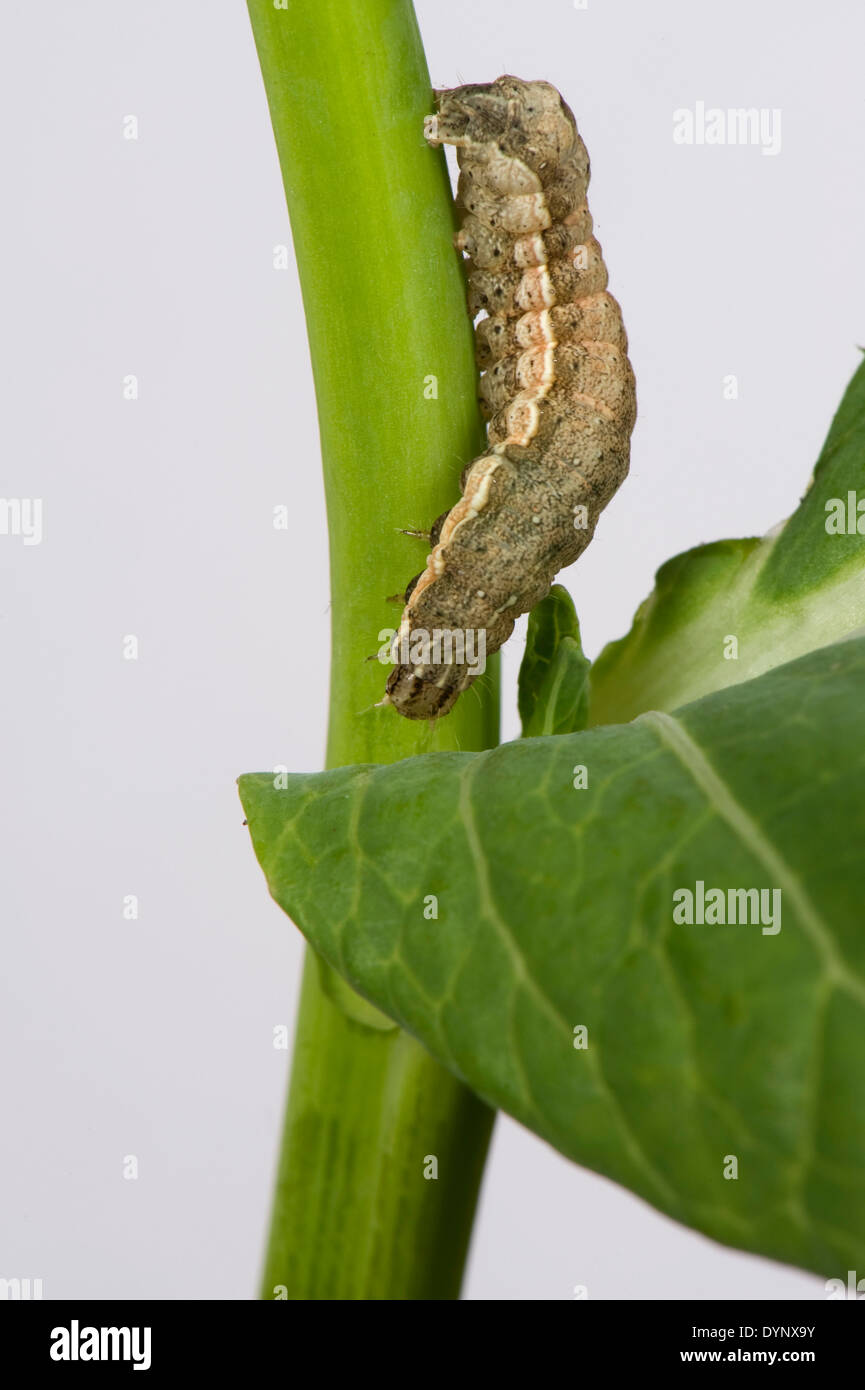 Una oruga de un repollo polilla, Mamestra brassicae, pak choi tallo y hojas Foto de stock