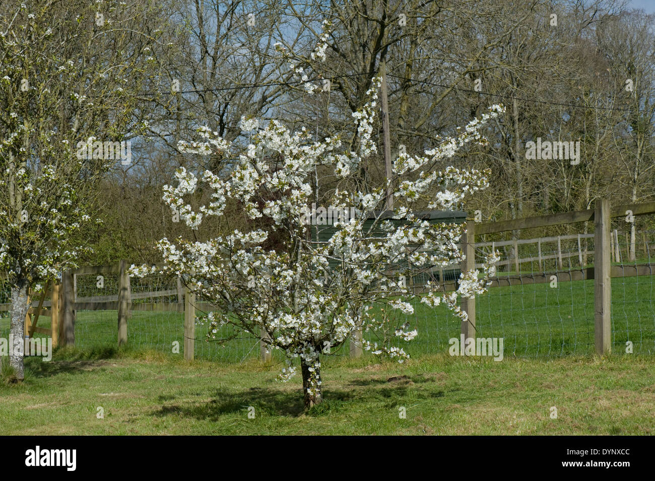 Un pequeño enano cerezo en flor llena Foto de stock