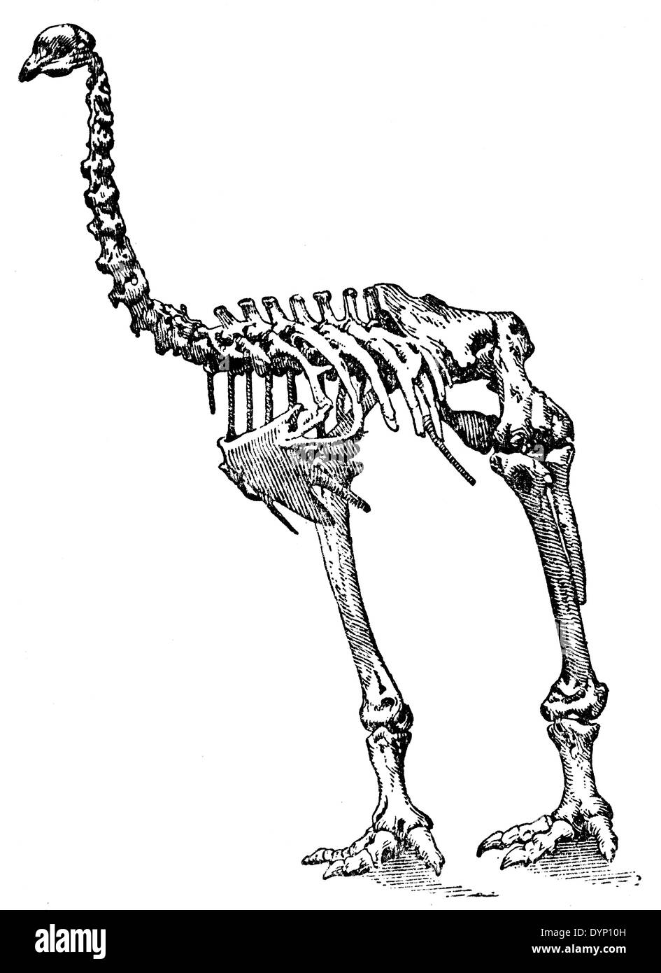 Esqueleto de Moa gigante de la Isla Sur (Dinornis robustus), ilustración de la Enciclopedia soviética, 1938 Foto de stock