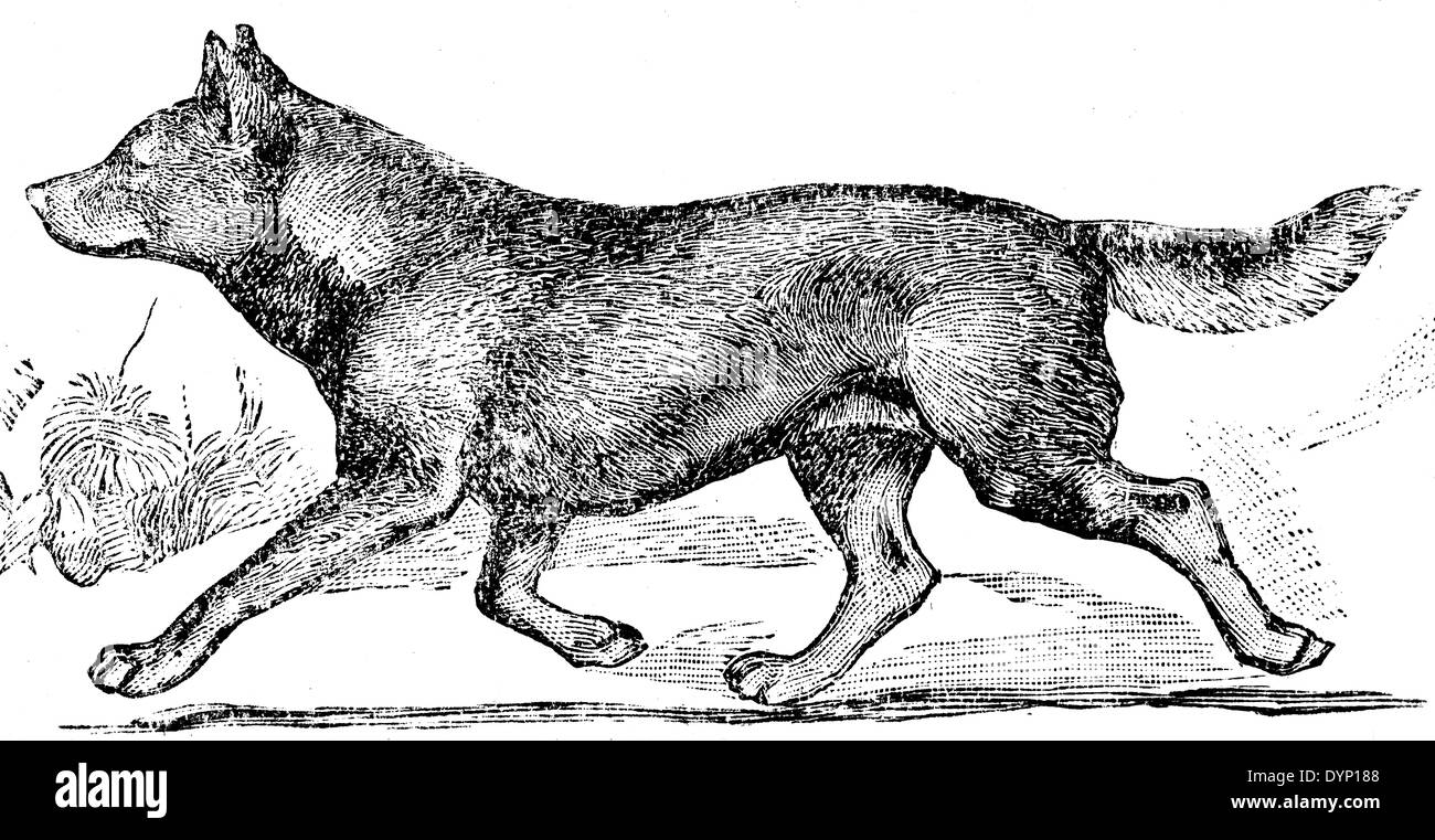 Dingo australiano (Canis lupus dingo), ilustración de la Enciclopedia soviética, 1928 Foto de stock