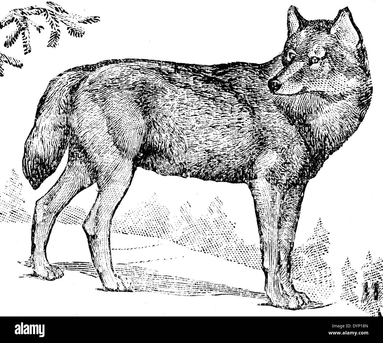 Lobo gris (Canis lupus), ilustración de la Enciclopedia soviética, 1928 Foto de stock