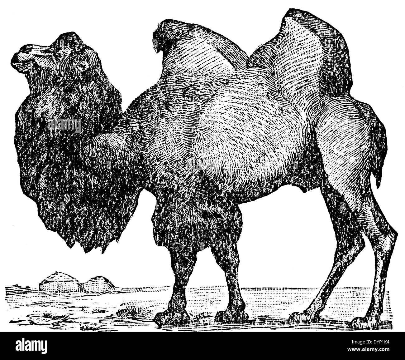 Camello bactriano (Camelus bactrianus), ilustración de la Enciclopedia soviética, 1928 Foto de stock
