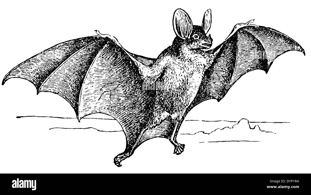 Bat espectral (Vampyrum spectrum), ilustración de la Enciclopedia soviética, 1927 Foto de stock