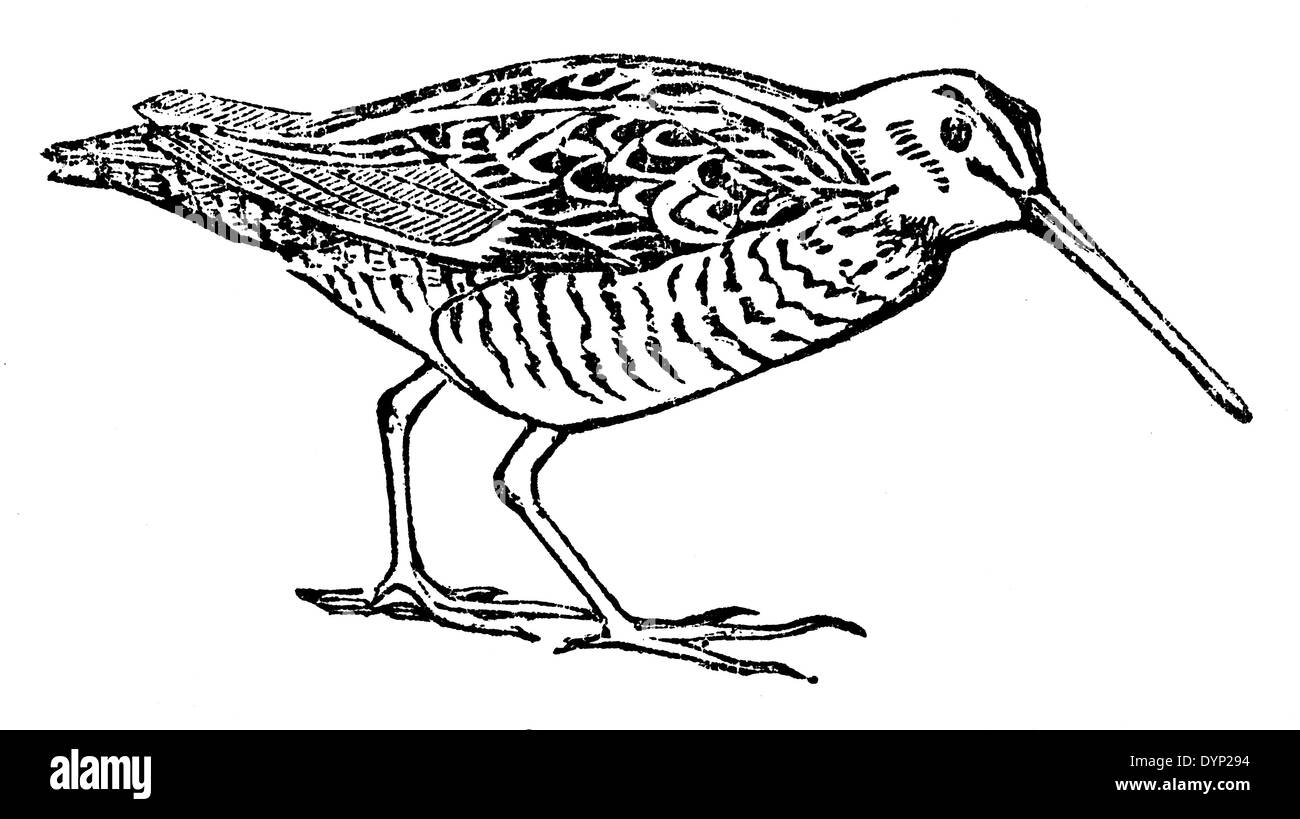 La agachadiza común (Gallinago gallinago común), ilustración de la Enciclopedia soviética, 1927 Foto de stock