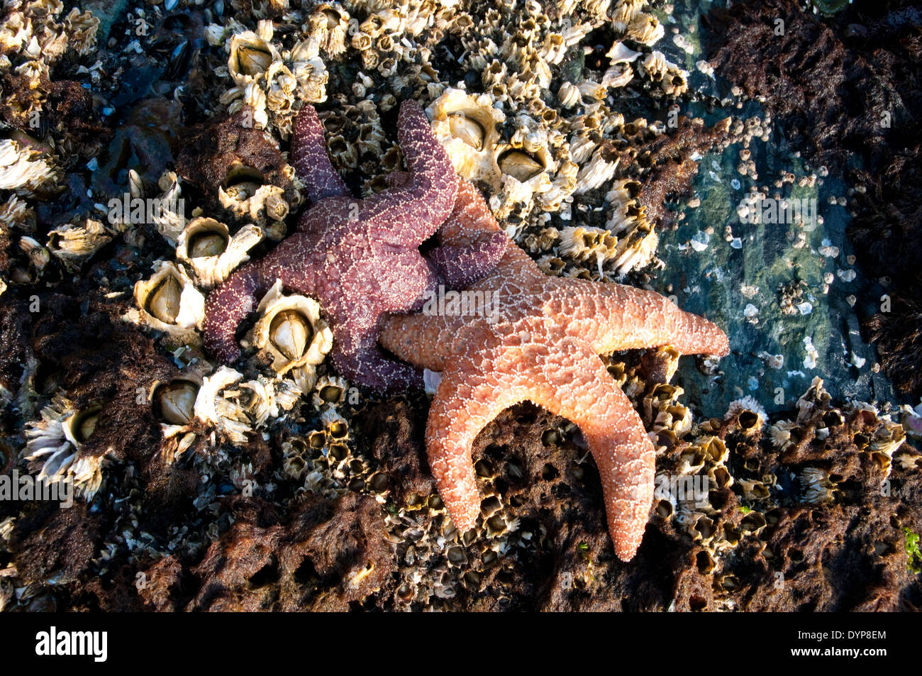 Dos estrellas de mar en rocas cubiertas de barracle en una zona intermareal del océano Pacífico en el bosque tropical Great Bear, Columbia Británica, Canadá. Foto de stock