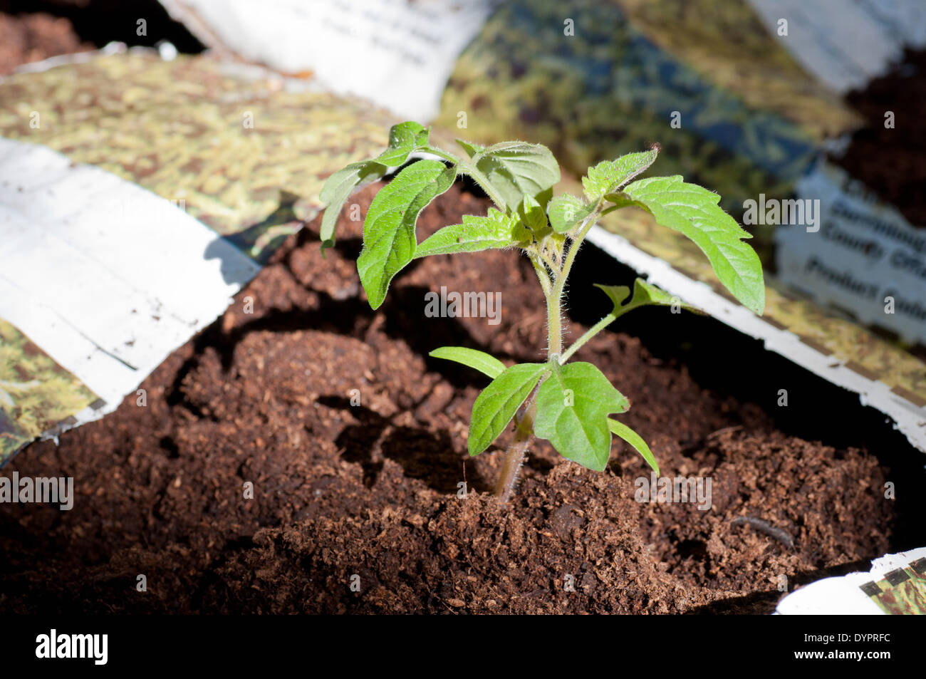 Las plantas de tomate crecen en bolsa Foto de stock