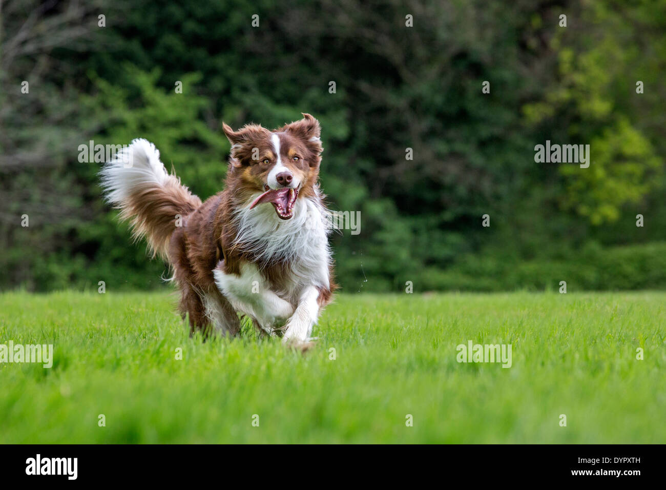 Feliz Border Collie (Canis lupus familiaris) perro corriendo en el jardín Foto de stock