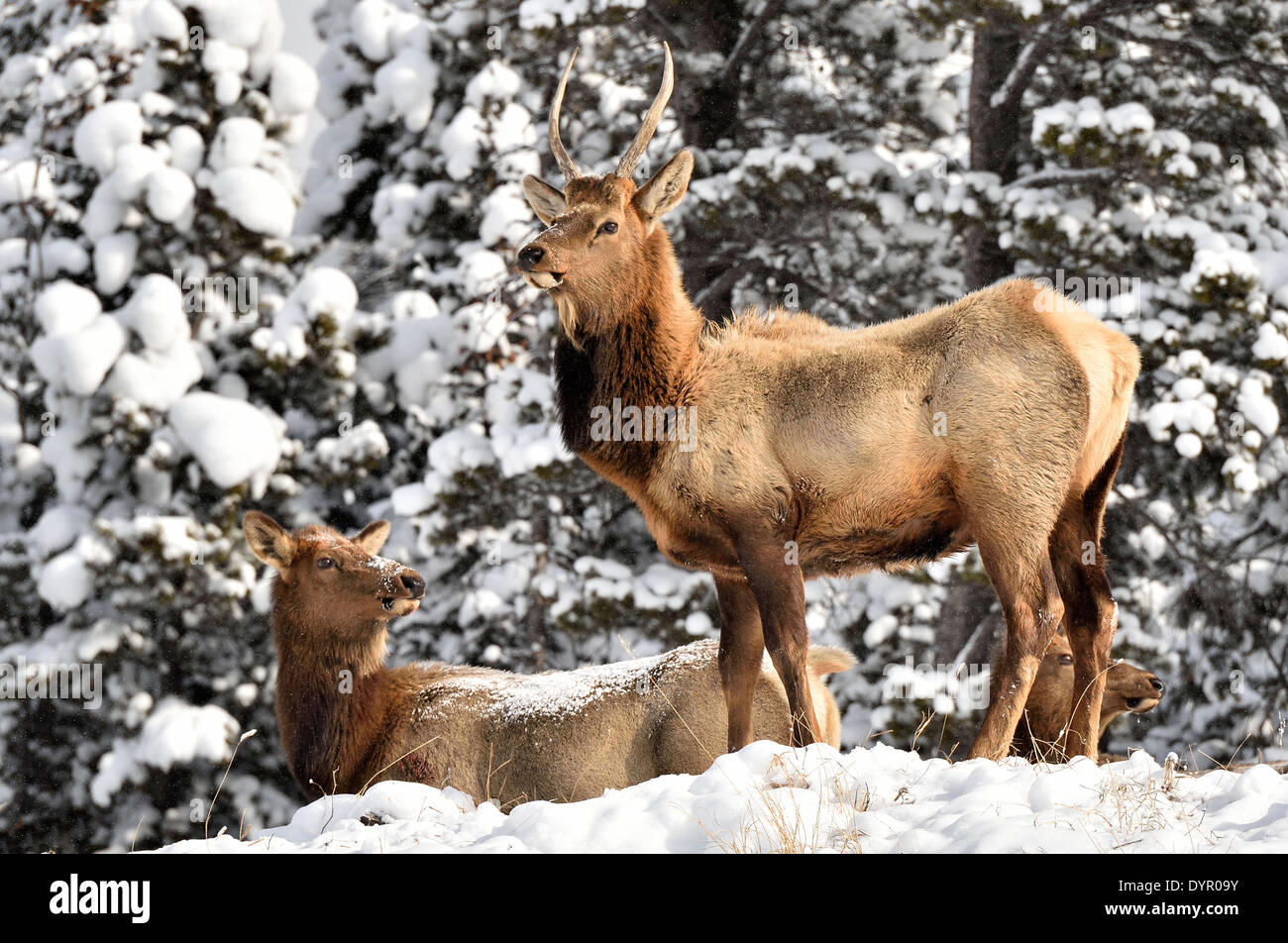 Un toro joven elk estar alerta permanente como su rebaño se mueve a lo largo de un sendero cubierto de nieve Foto de stock