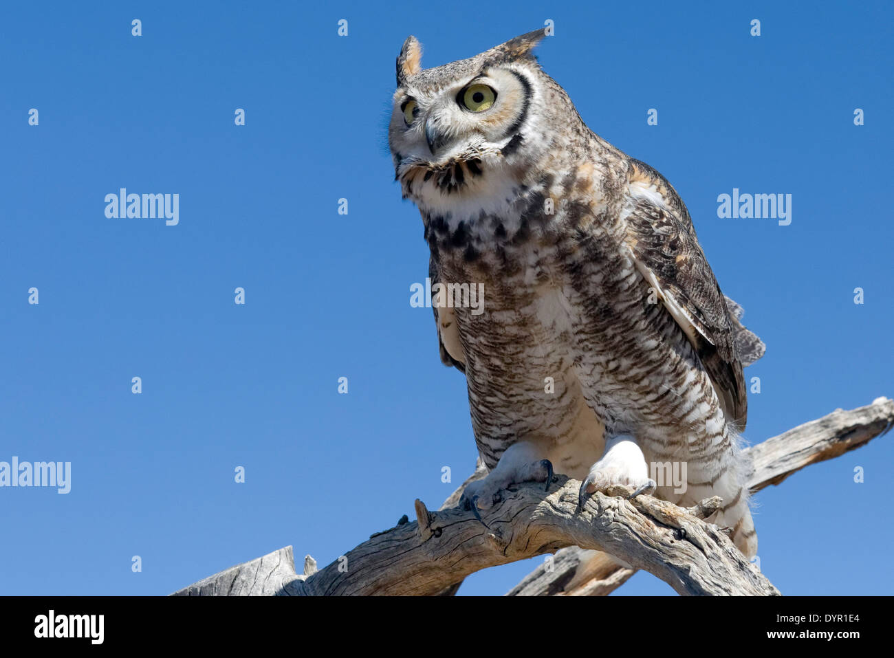 Pájaros graciosos fotografías e imágenes de alta resolución - Página 16 imagen
