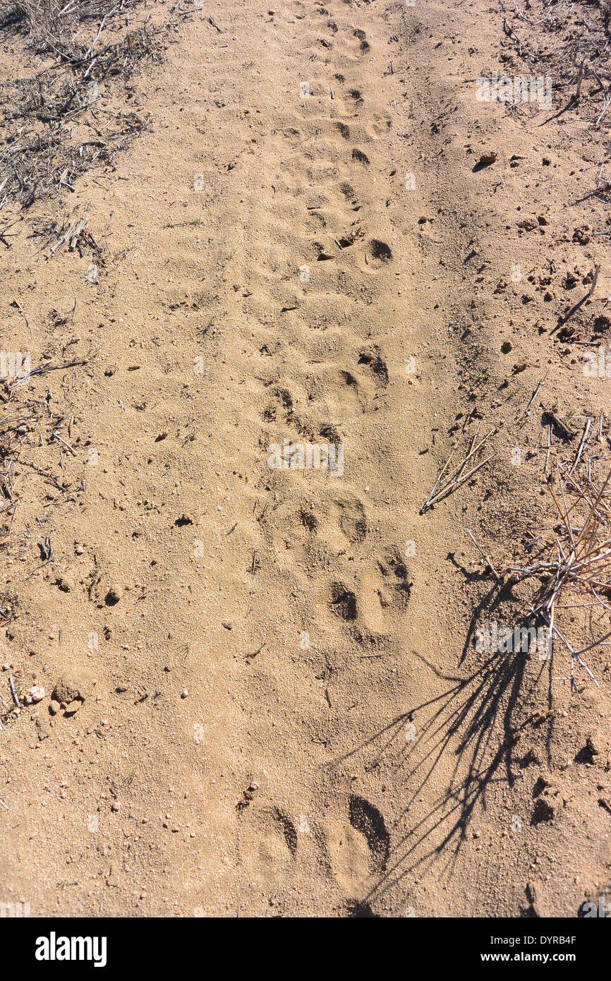Huellas de pequeños gatos (ringtal o bobcat) pistas en el camino, Mojave desierto CA Foto de stock