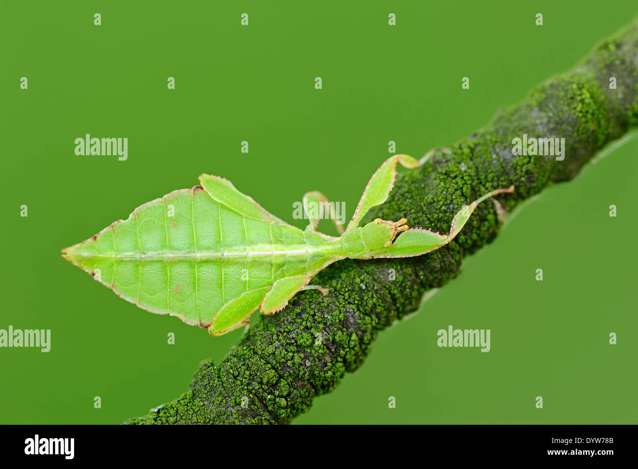 Caminar hojas o insectos hoja (Phyllium philippinicum, Phyllium siccifolium), macho, ninfa Foto de stock