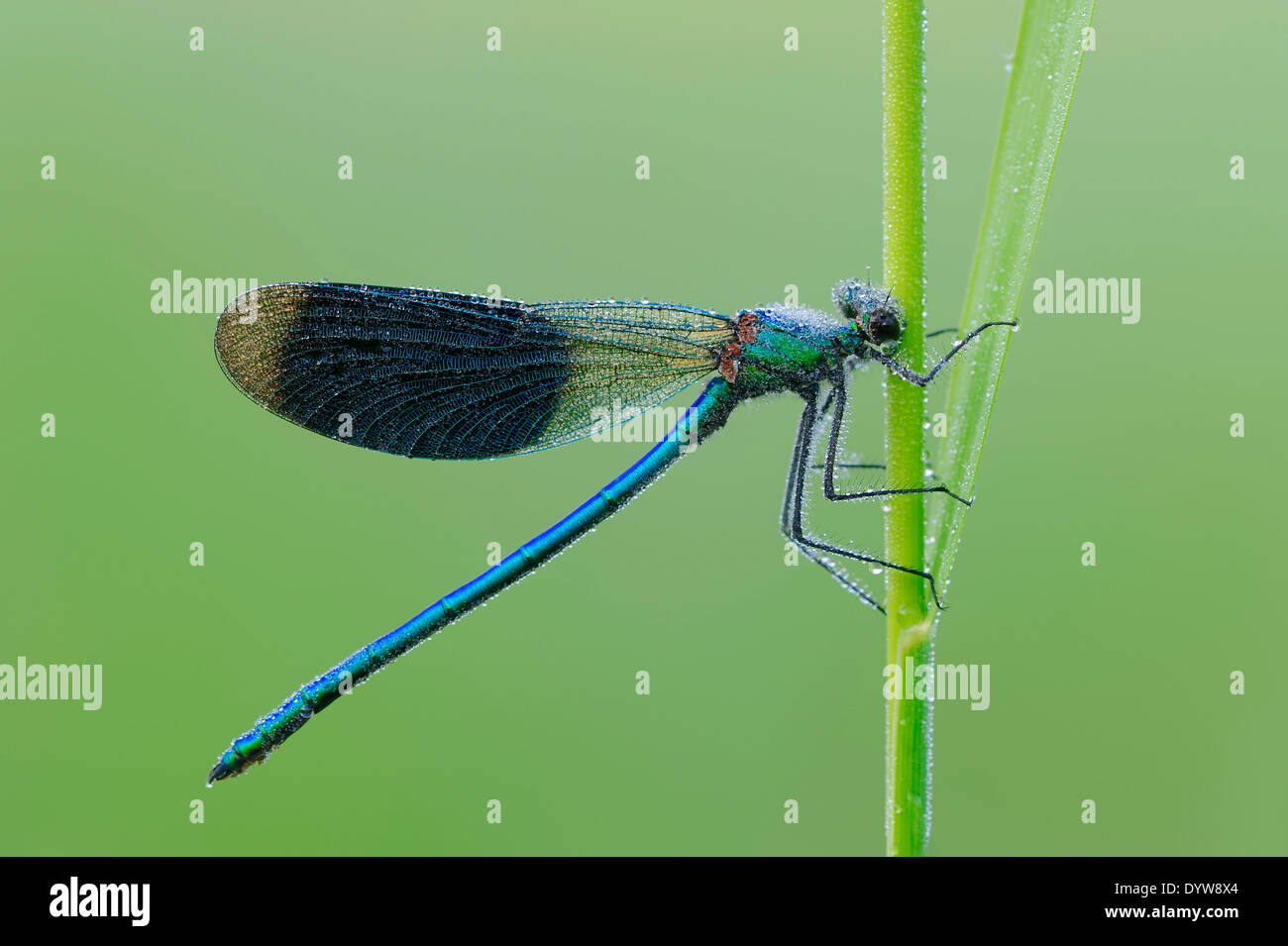 Bandas (Demoiselle Calopteryx splendens, Agrion splendens), macho, Renania del Norte-Westfalia, Alemania Foto de stock