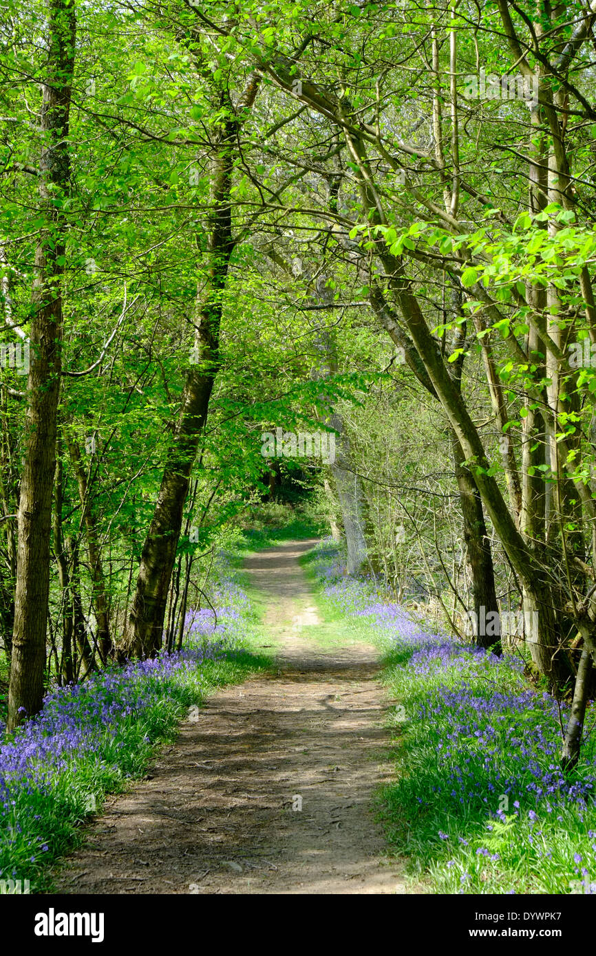 Bluebell Ruta a través de Brede alto bosque primavera UK Foto de stock
