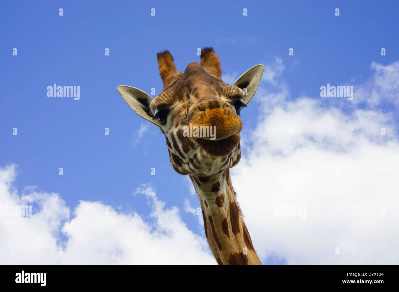 Jirafa macho camelopardalis cabeza y cara en vista frontal mirando la cámara contra un cielo azul Foto de stock