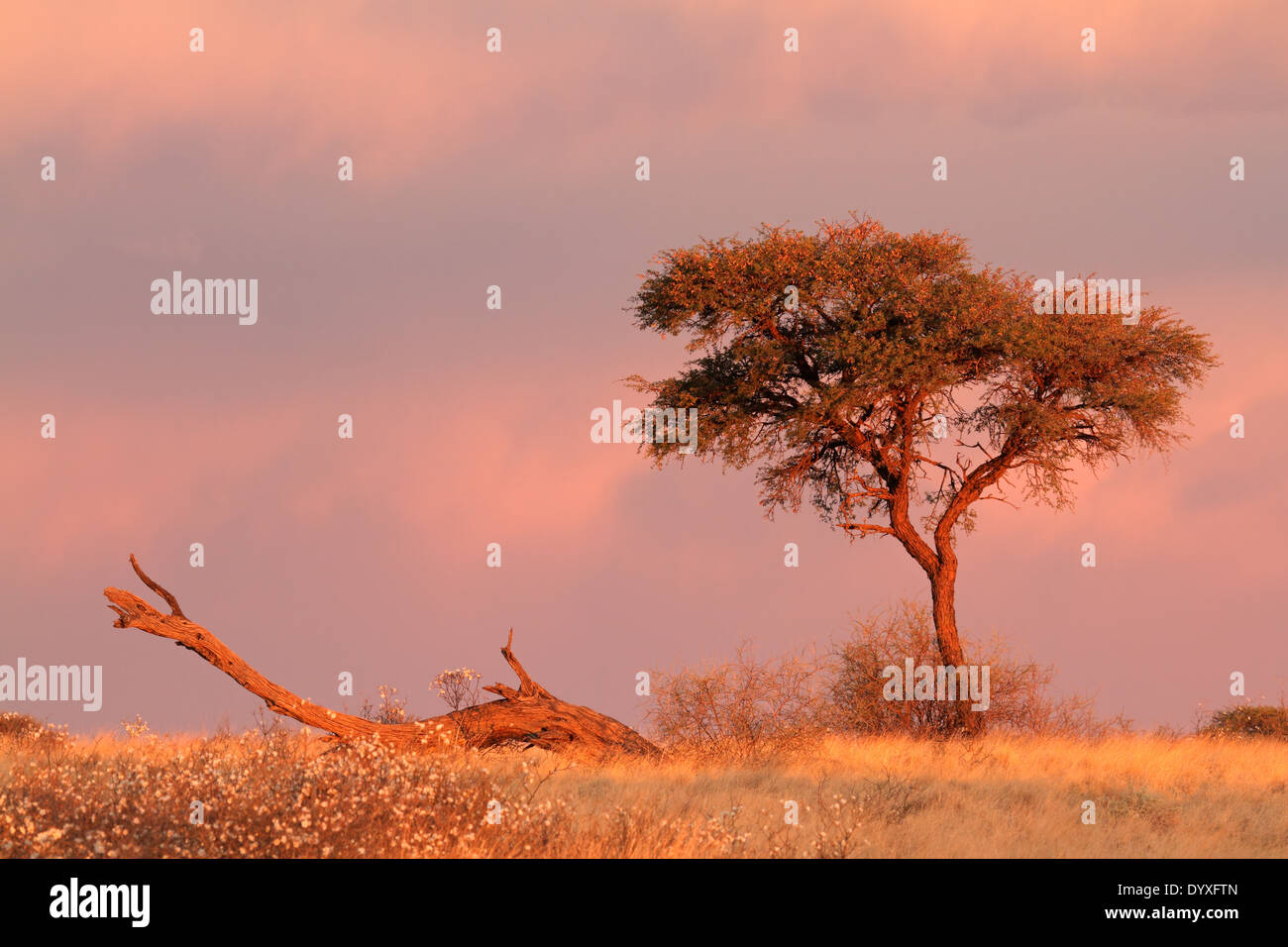 Paisaje desértico con un árbol de acacia y cielo nublado al atardecer, el desierto de Kalahari, Sudáfrica Foto de stock