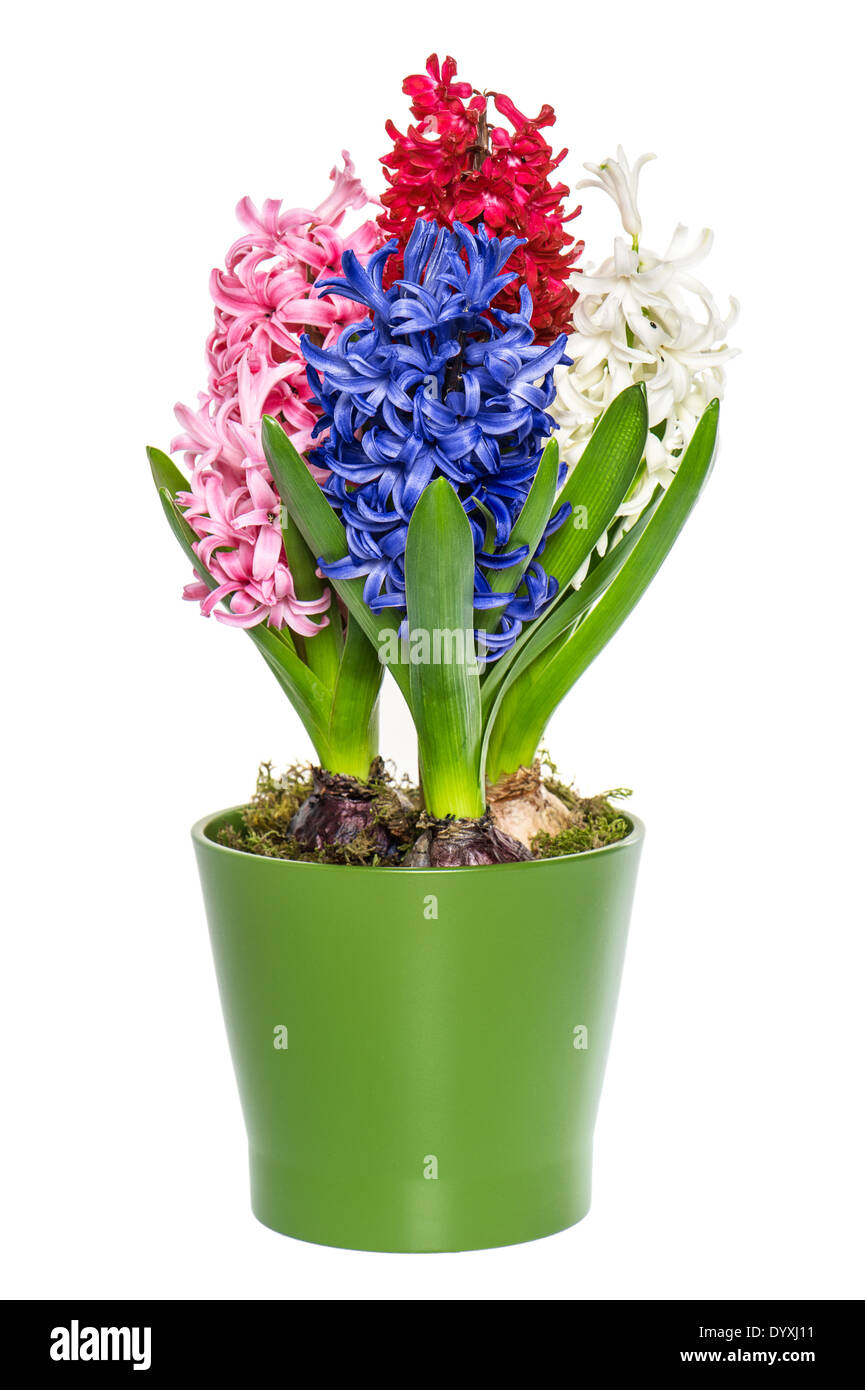 Flor de jacinto fotografías e imágenes de alta resolución - Alamy