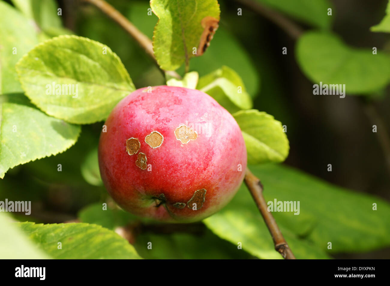 Concepto de agricultura: apple scab, enfermedad causada por el fongus Venturia inaequalis Foto de stock