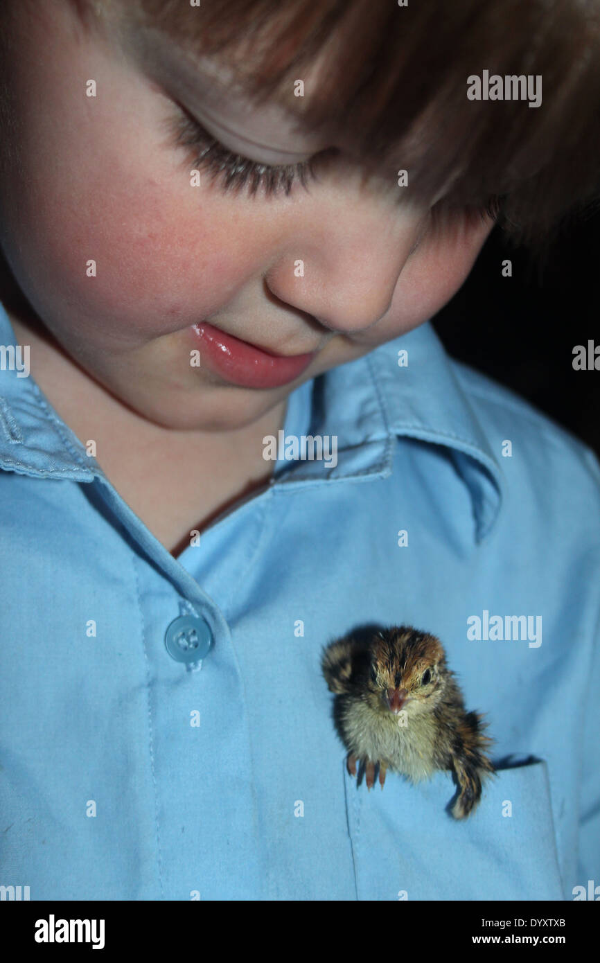Niño de cuatro años de la vieja escuela con dos días de edad polluelo de codorniz (Corturnix Japonesa) en su bolsillo, Reino Unido, Inglaterra Foto de stock