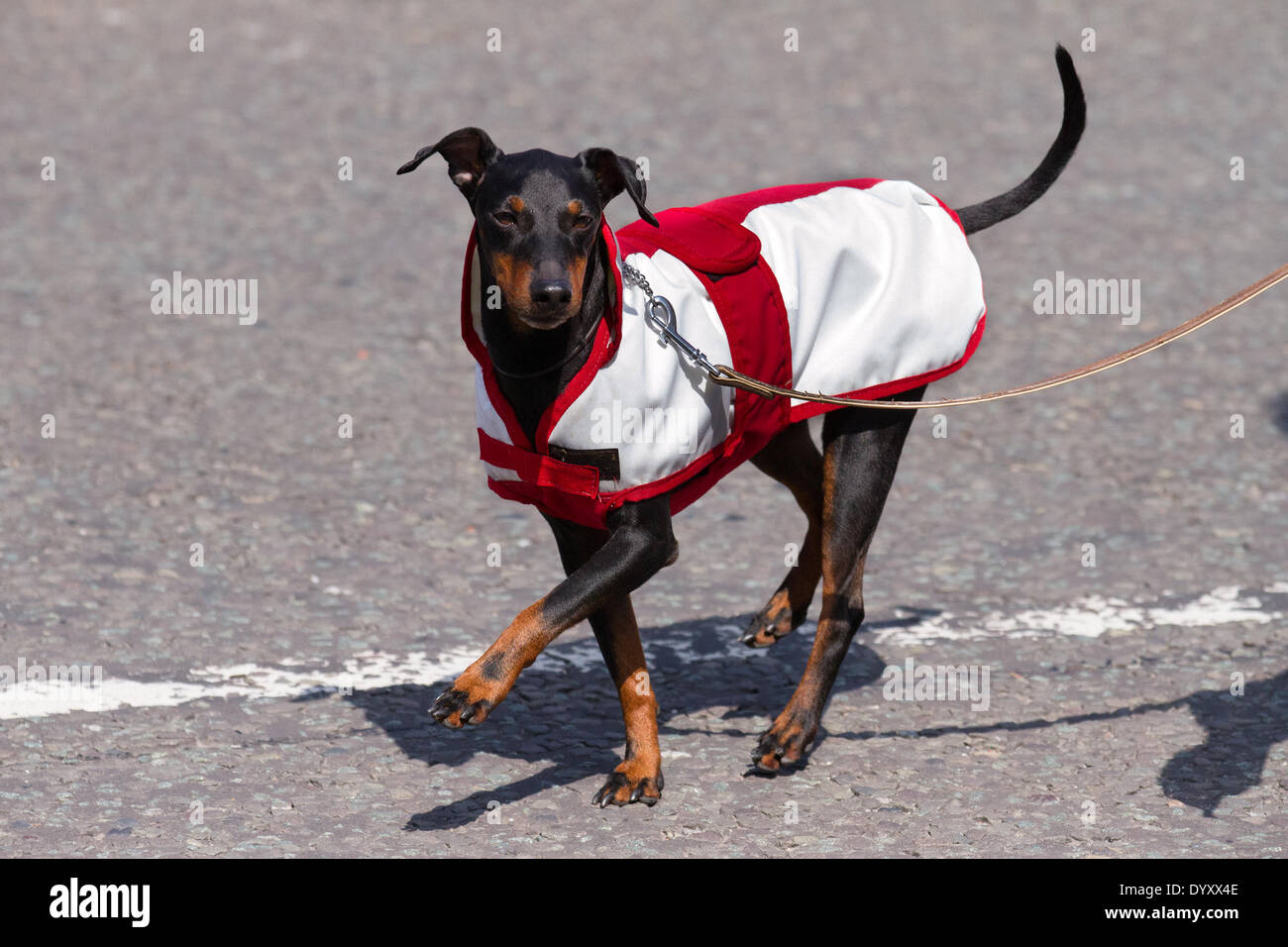 Animales en la ropa; mascotas mimadas con abrigo de perro blanco rojo patriótico en Manchester, Reino Unido, abril de 2014. Perro Terrier de pelo suave, negro y marrón, en la marcha, con pata levantada, con el abrigo de la bandera inglesa de St George. Celebraciones de fin de semana, un evento celebrado en Albert Square y Piccadilly, una extensión del desfile anual del día de San Jorge y una aventura para ayudar a celebrar el santo patrono de Inglaterra. Foto de stock