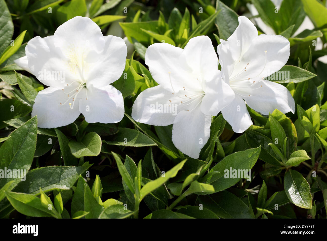 Azalea blanca fotografías e imágenes de alta resolución - Alamy