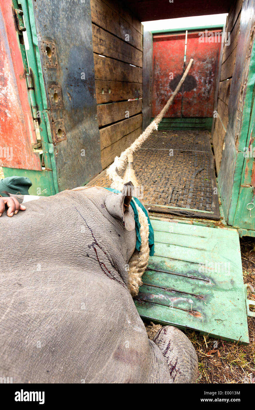 De rinoceronte negro (Diceros bicornis) se cargue en una jaula de traslocación.Ithala game reserve.Sudáfrica Foto de stock