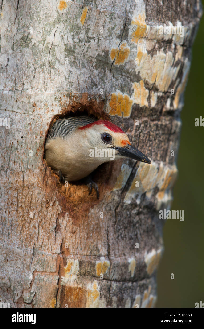 De fachada dorada Woodpecker (Melanerpes aurifrons canescens), este de México, subespecie, macho asomándose por el agujero del nido Foto de stock