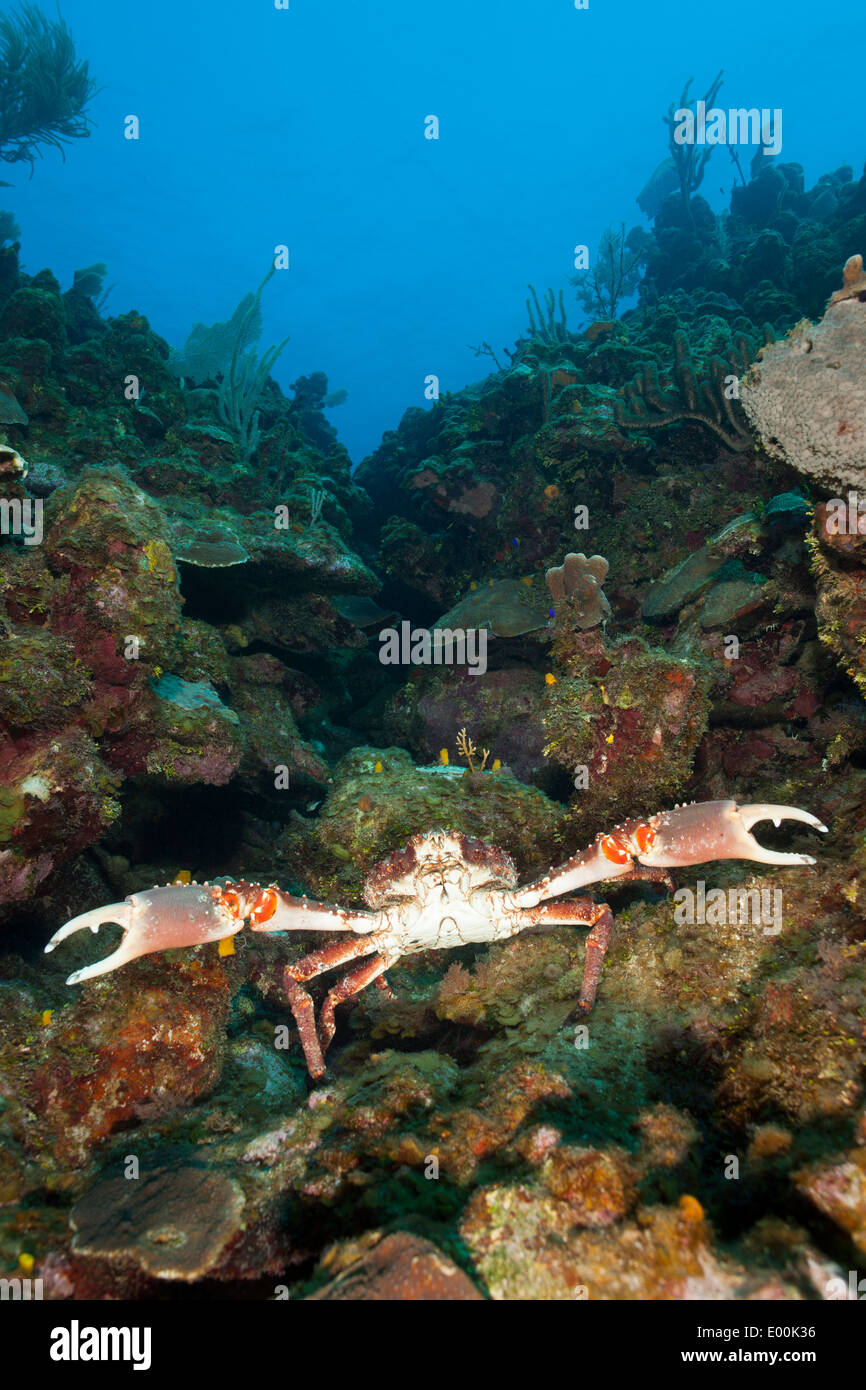 Canal de cangrejo Mithrax aferrarse (spinosissimus) sobre un arrecife de coral tropical de Roatán, Honduras en América Central. Foto de stock