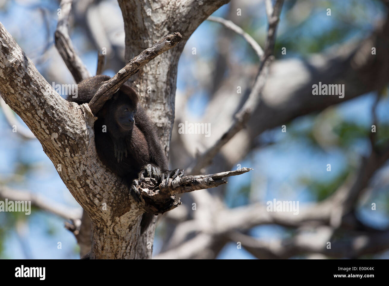 Mono aullador negro (alouatta caraya) en Clave Maya en Roatán, Honduras. Foto de stock