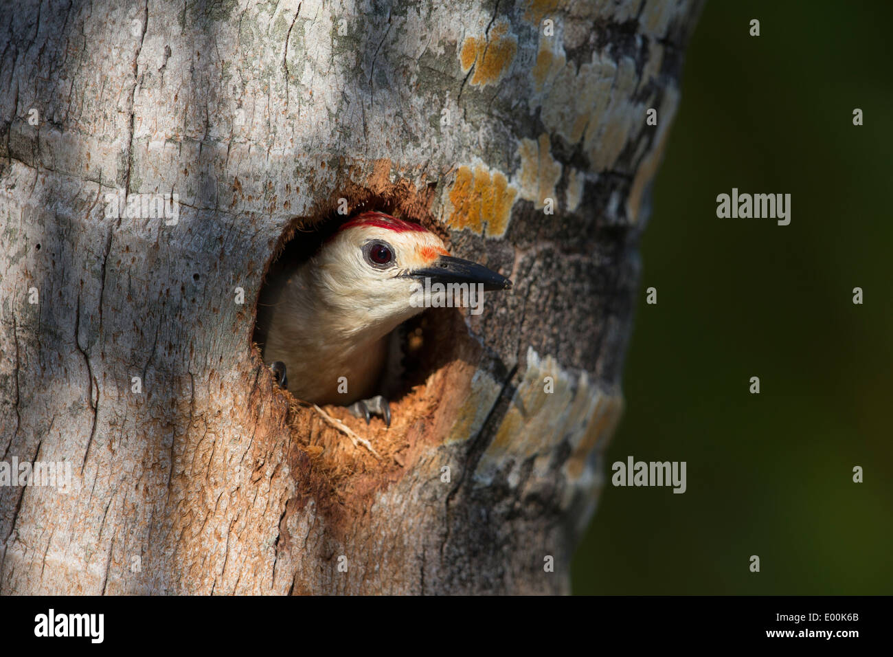 De fachada dorada Woodpecker (Melanerpes aurifrons canescens), este de México, subespecie, excavando un nido orificio macho Foto de stock
