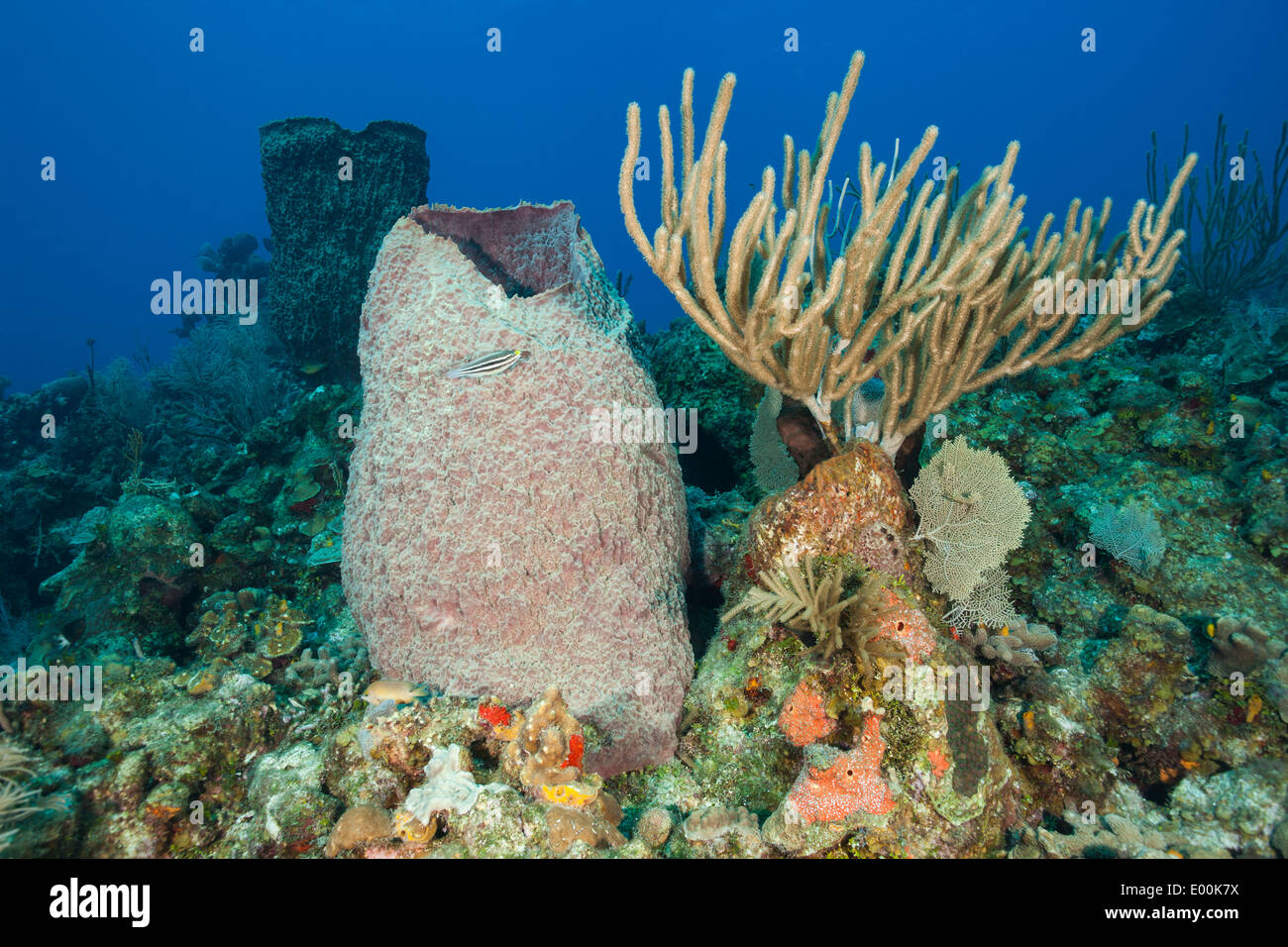 Esponja barril gigante (Xestospongia muta) y el mar vara en un arrecife de coral tropical de Roatán, Honduras. Foto de stock