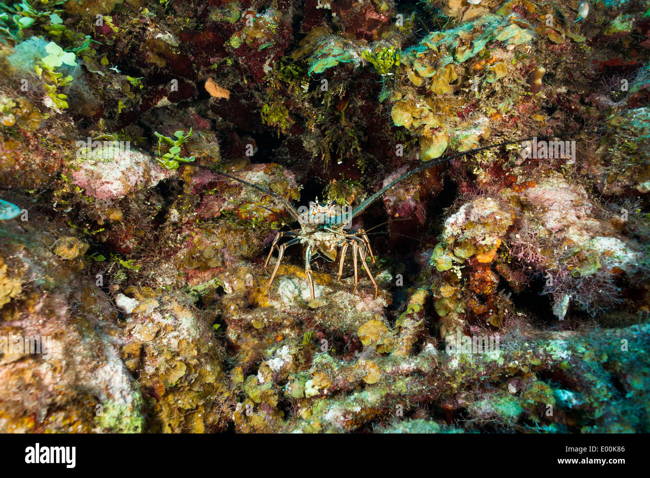 Langosta del caribe (Panulirus argus) en un arrecife de coral tropical de Roatán, Honduras. Foto de stock