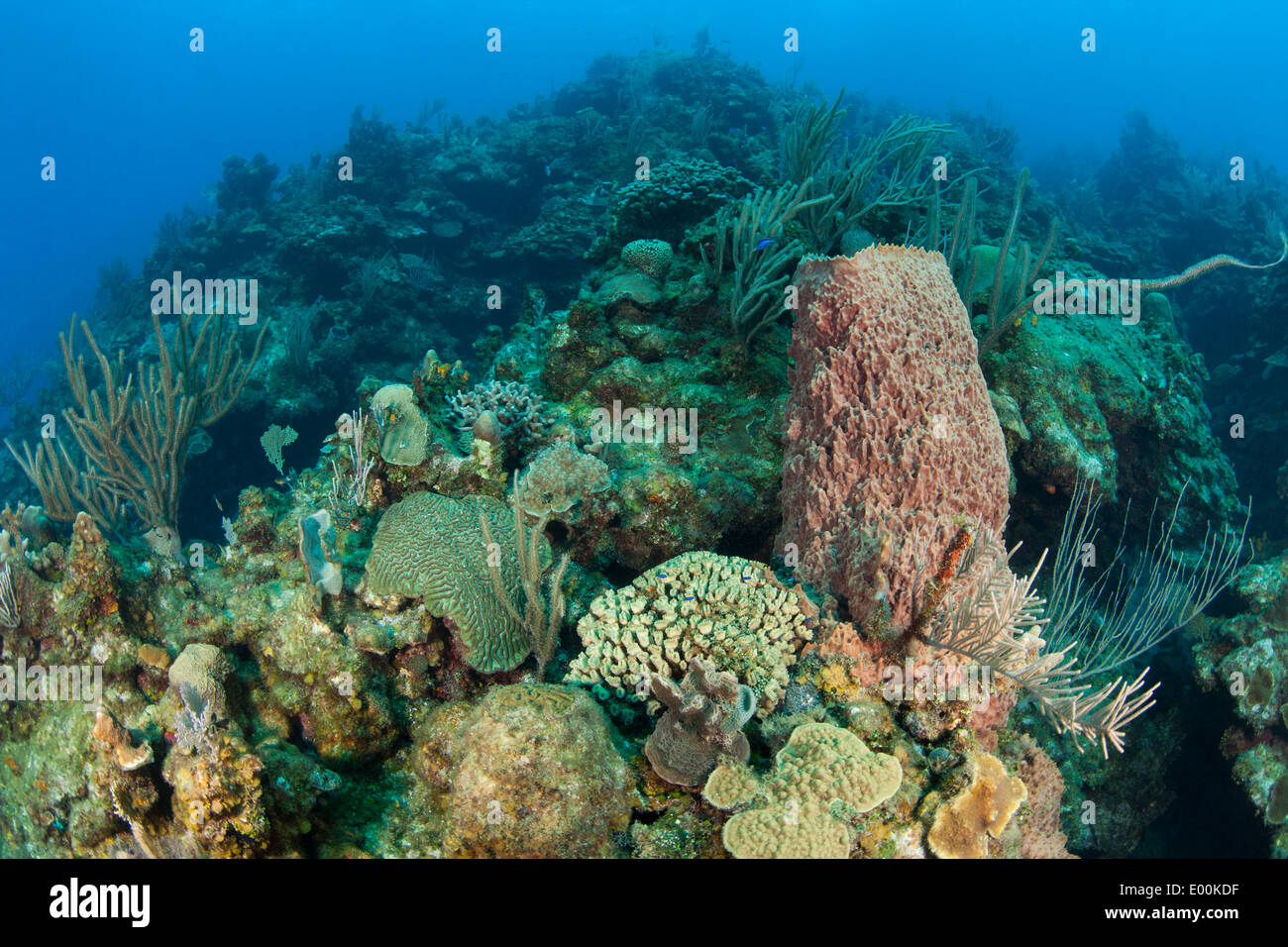 Esponja barril gigante (Xestospongia muta) con otros corales y esponjas en un trópico arrecife de Roatan, Honduras. Foto de stock