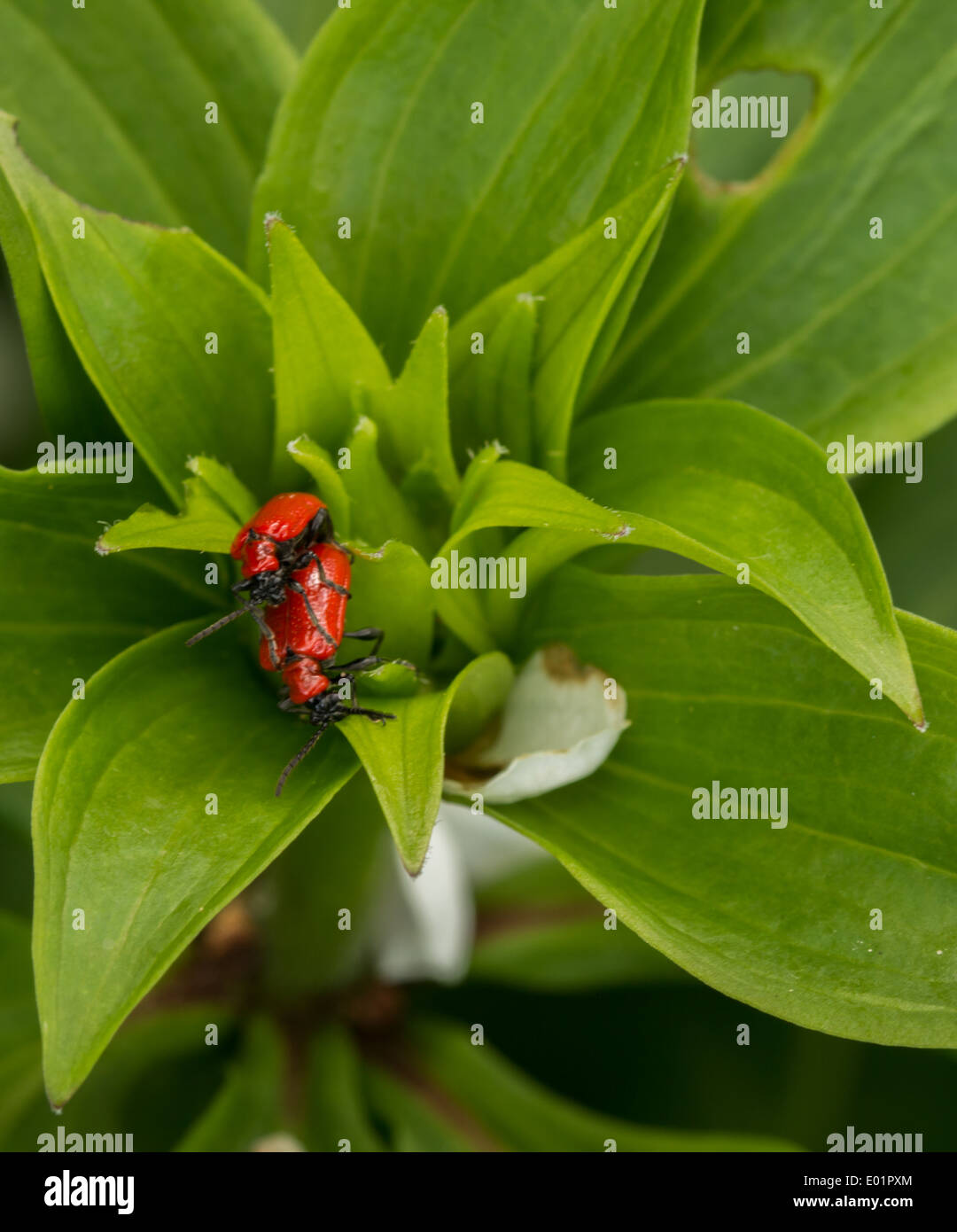 Lily Escarabajos rojos en un acoplamiento Martagon turcos (cabeza) lily planta (4 de 6) Foto de stock