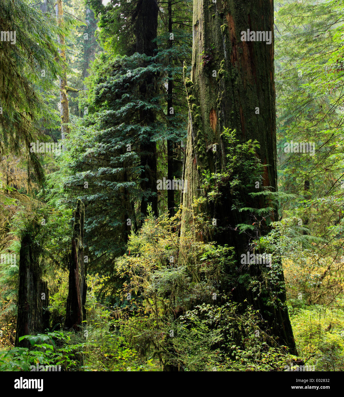 El parque estatal de jedediah smith Redwood, California Foto de stock