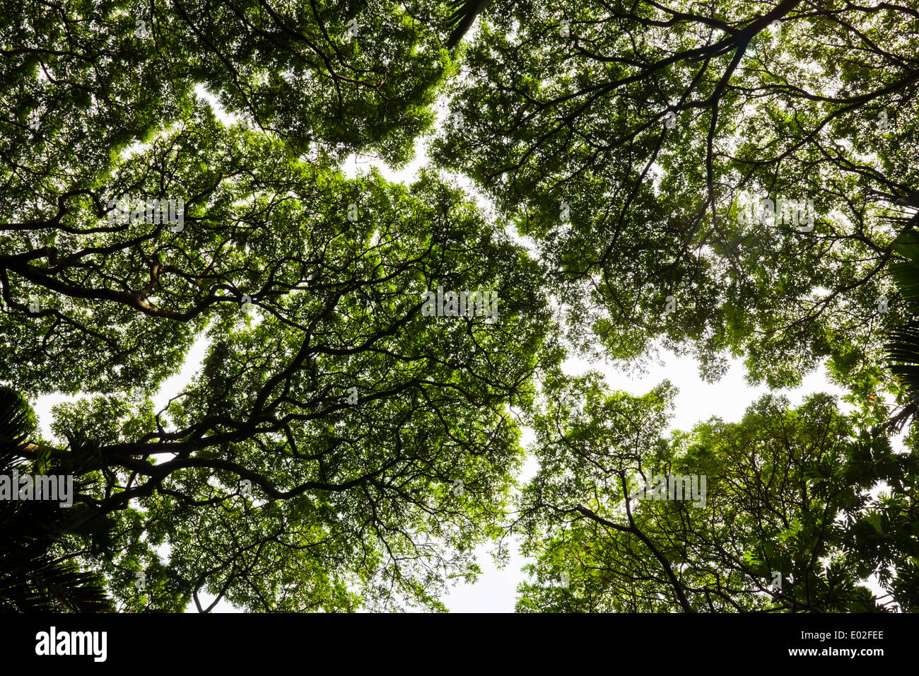 Las copas de los árboles, el jardín botánico tropical, Bahía Onomea, Big Island, Hawaii, EE.UU. Foto de stock