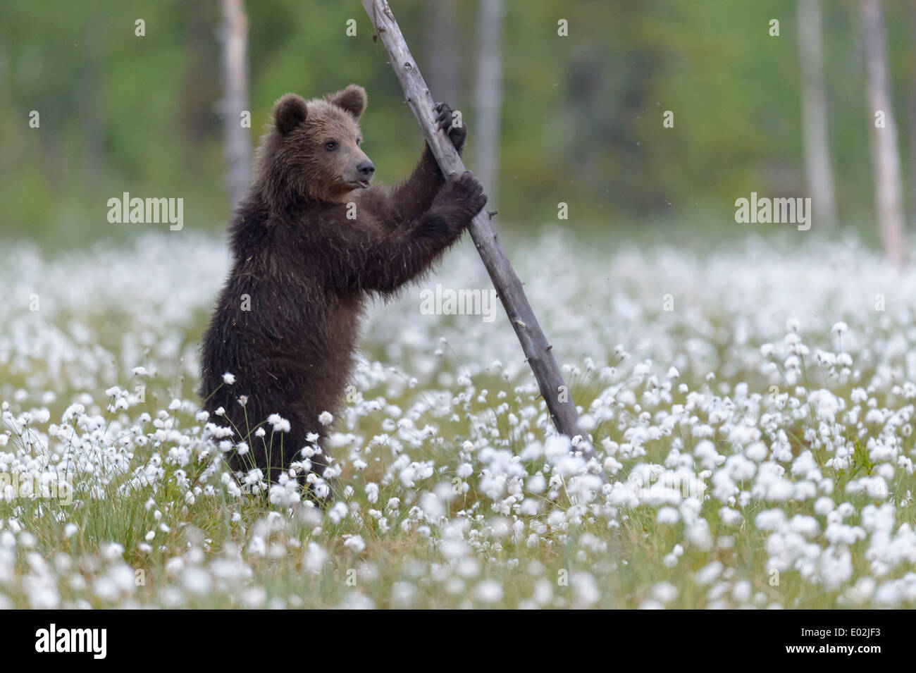 Joven oso pardo, Ursus arctos, kuhmo, Finlandia Foto de stock