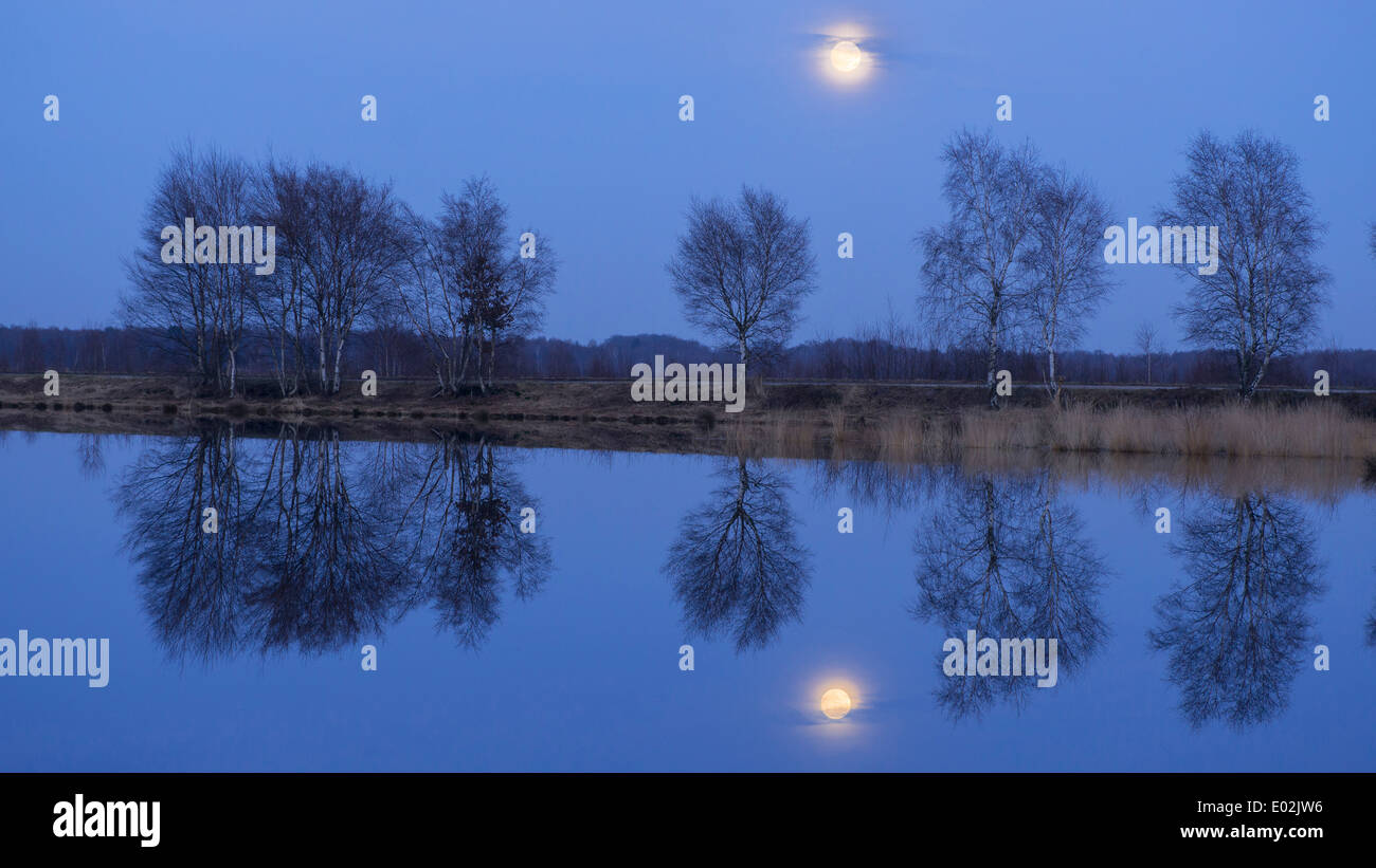 Abedules en luna en goldenstedter moor, Niedersachsen, Baja Sajonia, Alemania Foto de stock