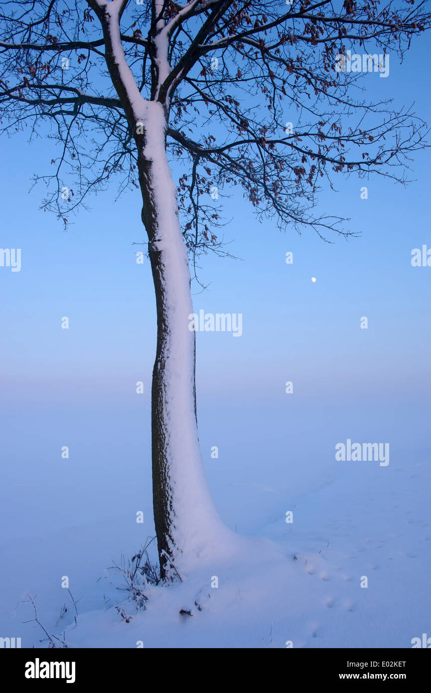 Roble en invierno, distrito de Vechta, Niedersachsen, Alemania Foto de stock