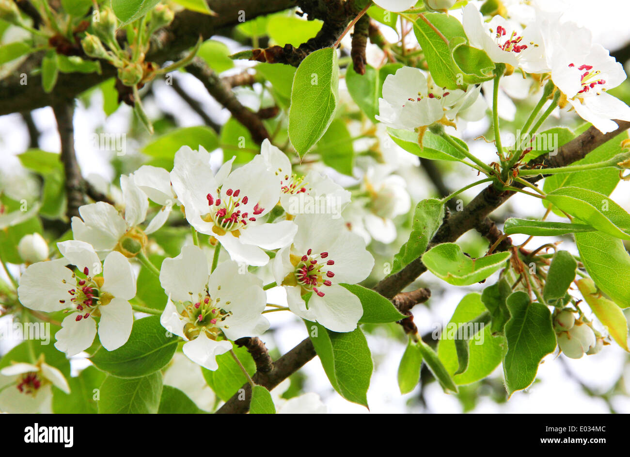 Apple florece en primavera se puede usar como fondo Foto de stock