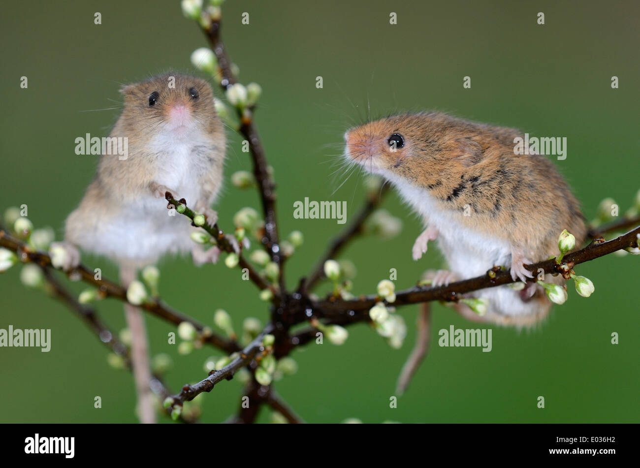 Dos ratones en cosecha endrino blossom UK Foto de stock