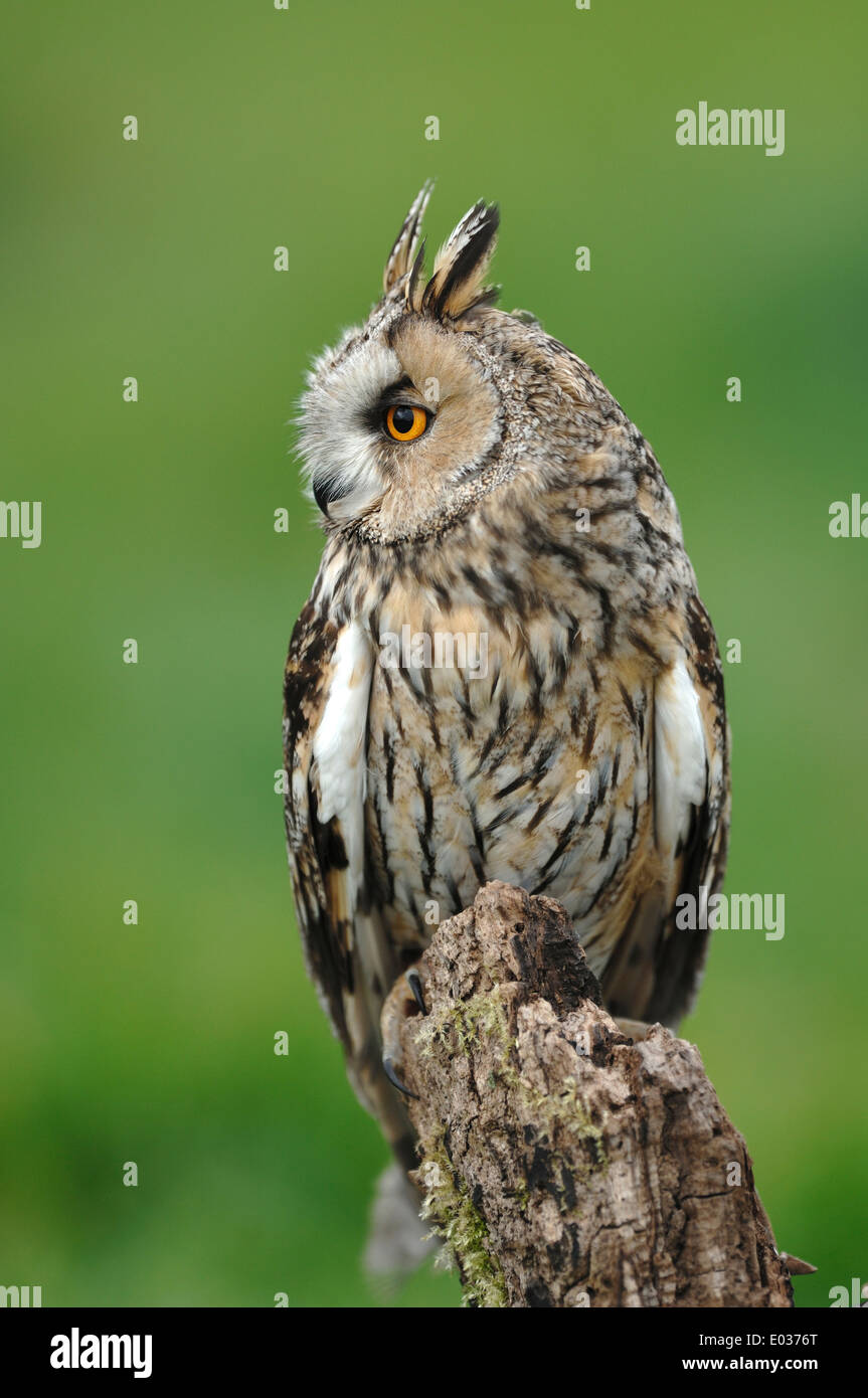 Una larga orejudo owl sobre un tocón UK Foto de stock