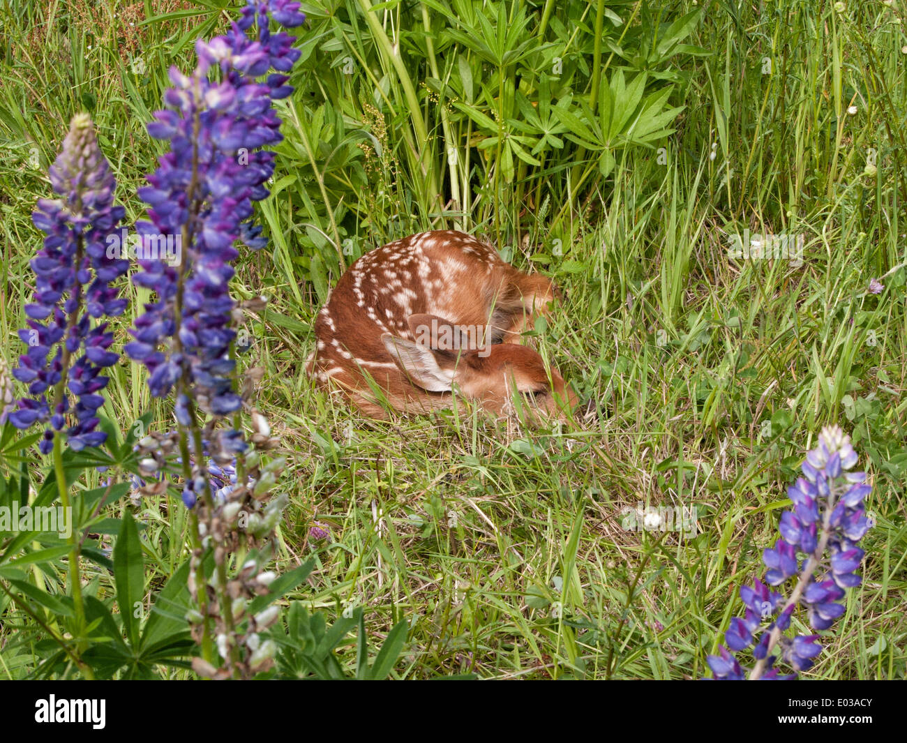 El venado de cola blanca cervatillo durmiendo en una pradera de lupino púrpura Foto de stock