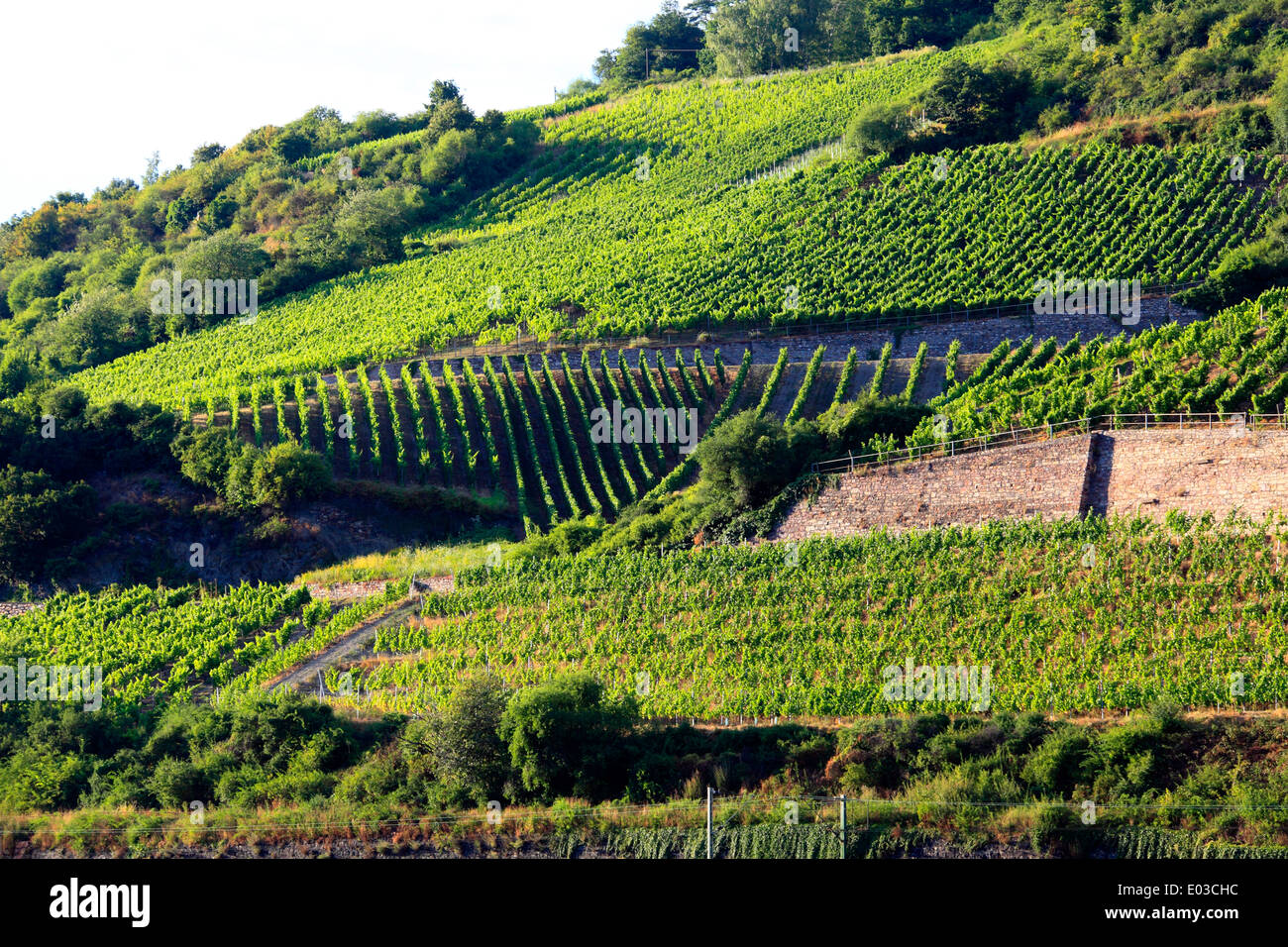 Foto de viñedos en laderas a lo largo del río Rin, entre Coblenza y Rudesheim, Alemania Foto de stock