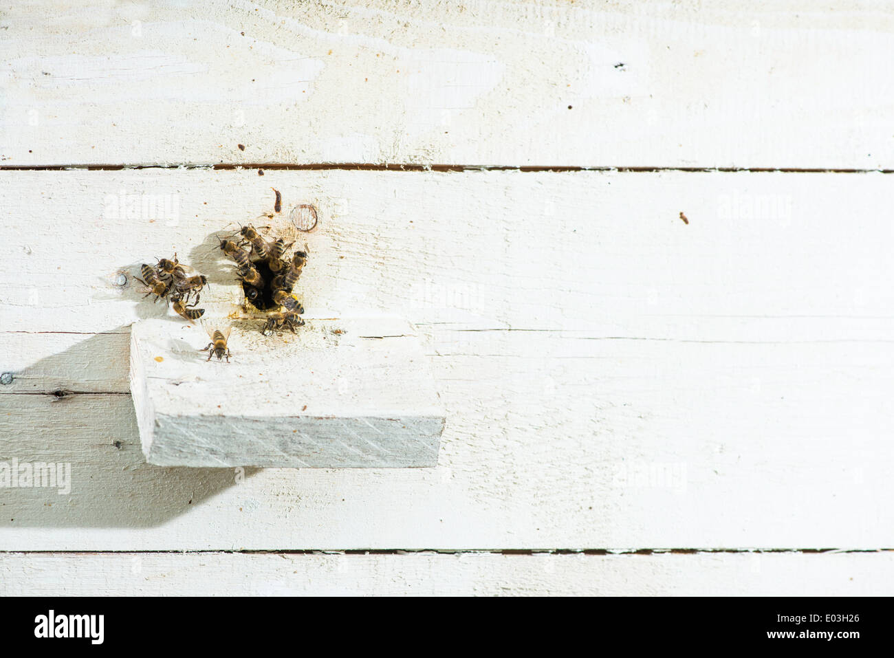 Las abejas entrando en la colmena. Colmena blanca Foto de stock