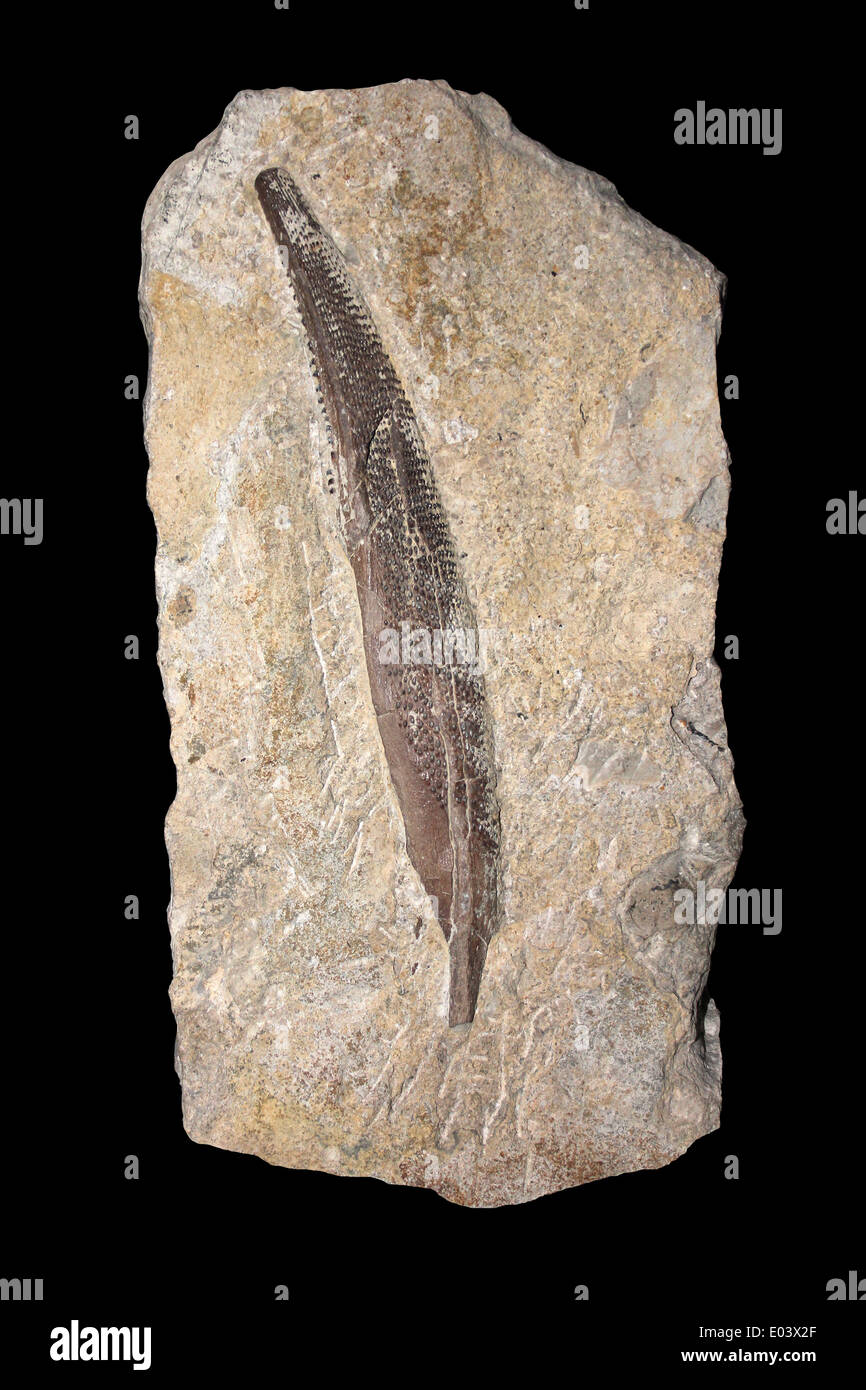 Espina dorsal de un tiburón Asteracanthus verrucosus - Tapa y cama de plumas, Jurásico Superior, Swanage, Dorset, Reino Unido Foto de stock