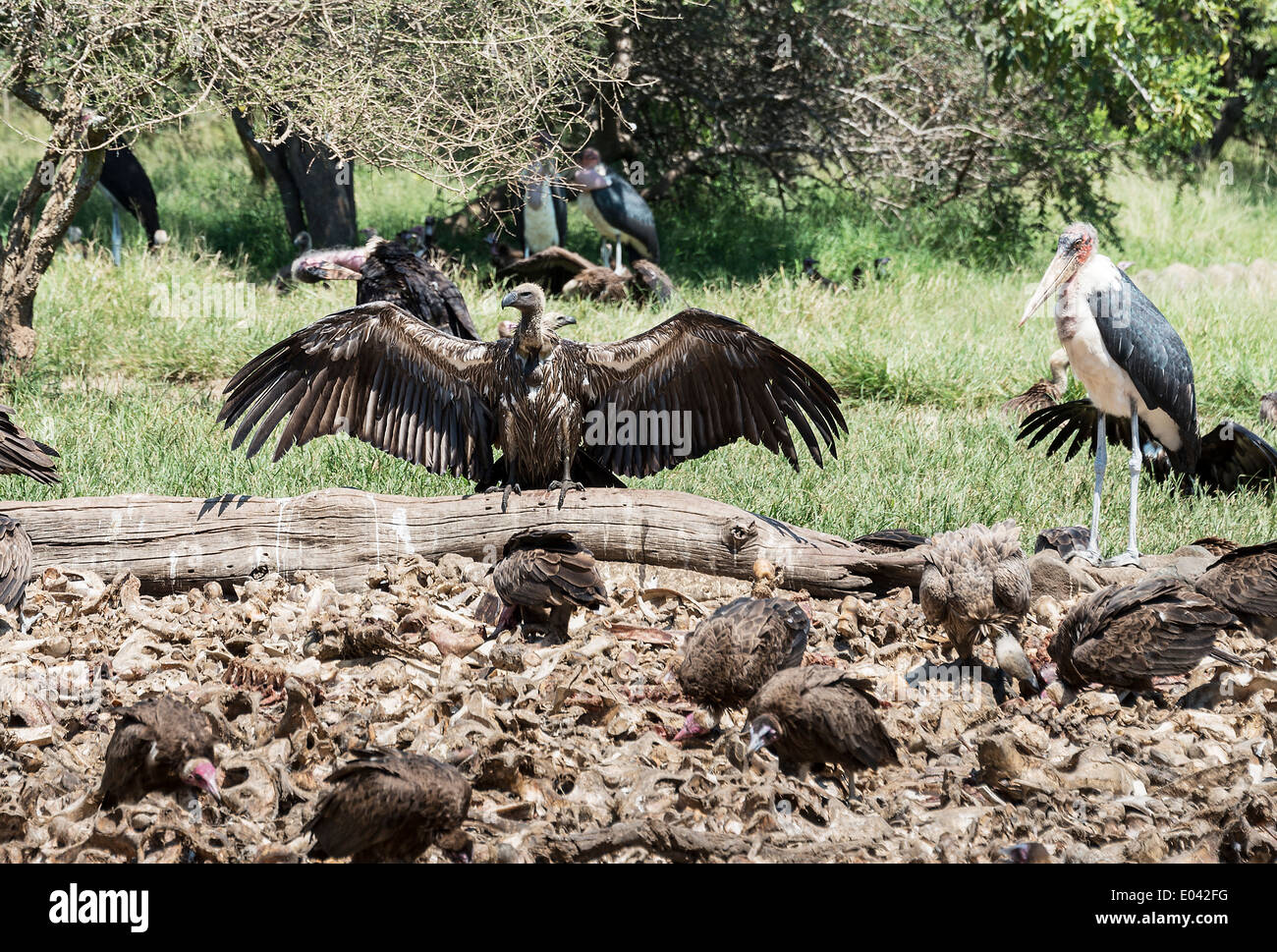 Leonado y marabou comiendo de animales muertos en el centro de la naturaleza de Sudáfrica Foto de stock