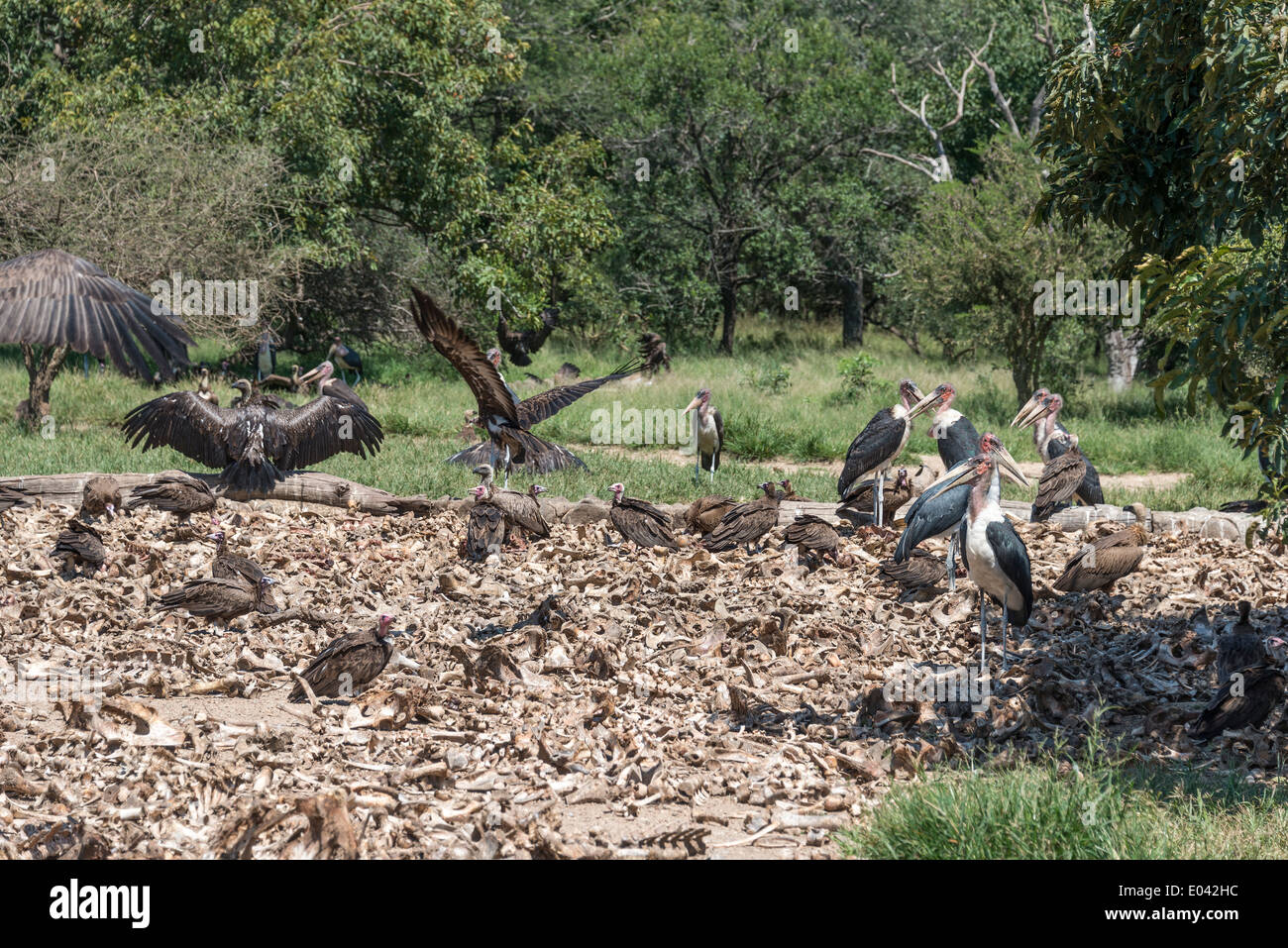 Leonado y marabou comiendo de animales muertos en el centro de la naturaleza de Sudáfrica Foto de stock