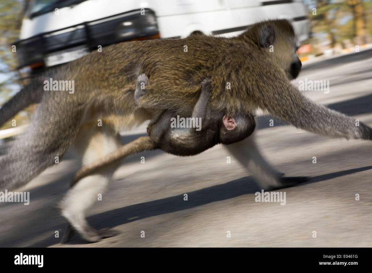 Transferencias babuino hembra cub cruzando la calle Foto de stock