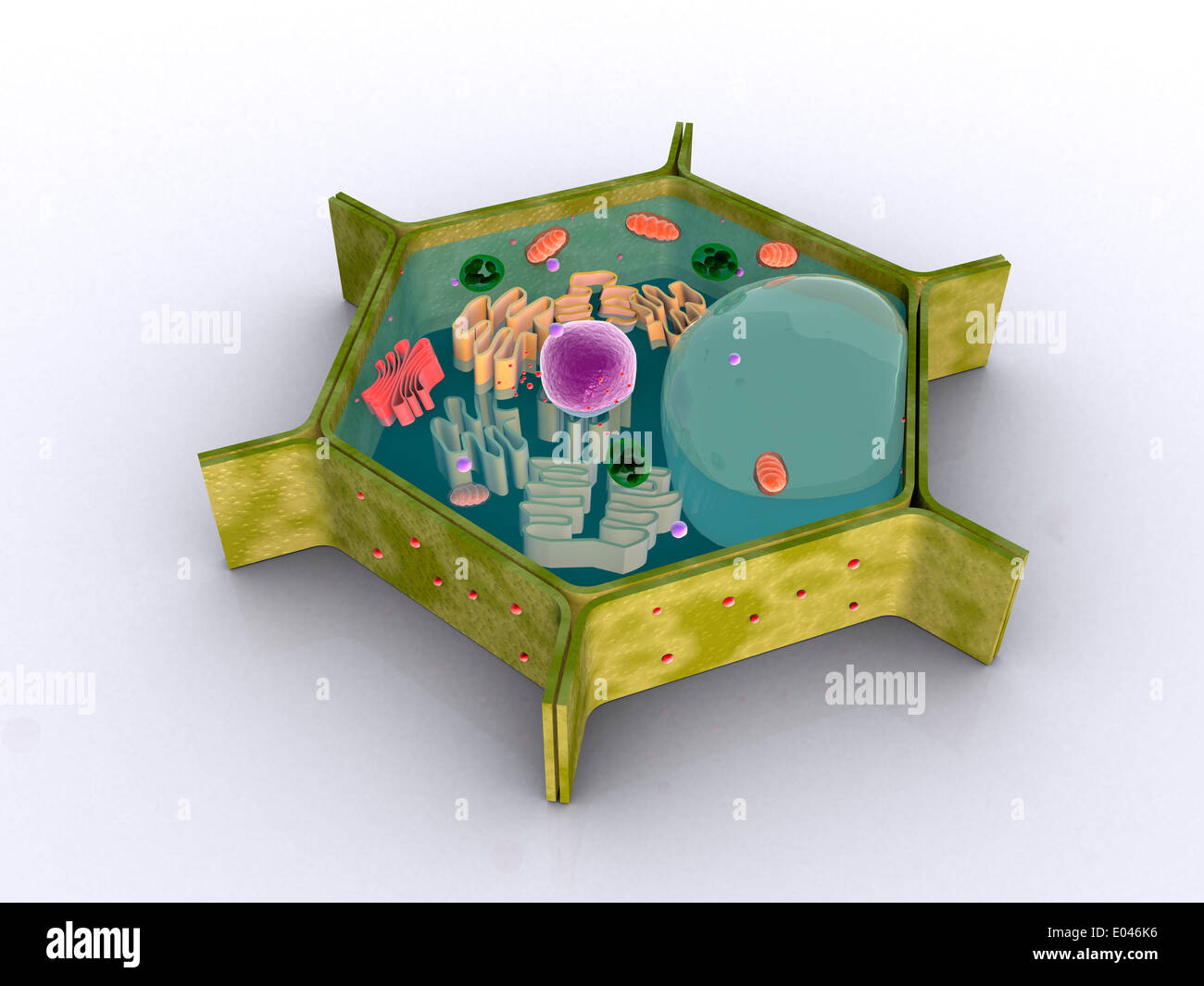 Imagen conceptual de una célula vegetal y sus componentes. Foto de stock