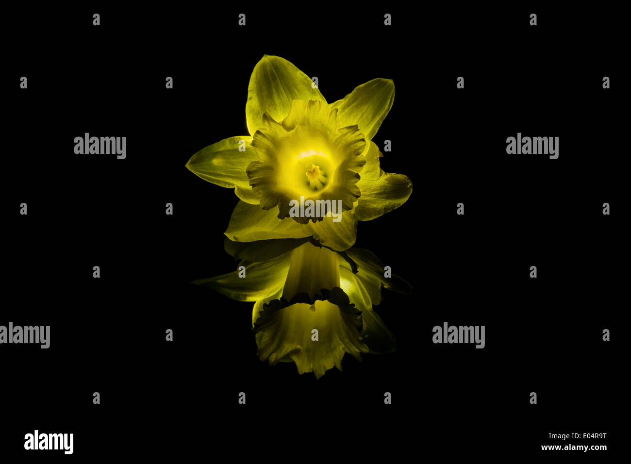 Narcissus Blossom colocados sobre un brillante reflejo subterráneo, con efecto de luz Foto de stock